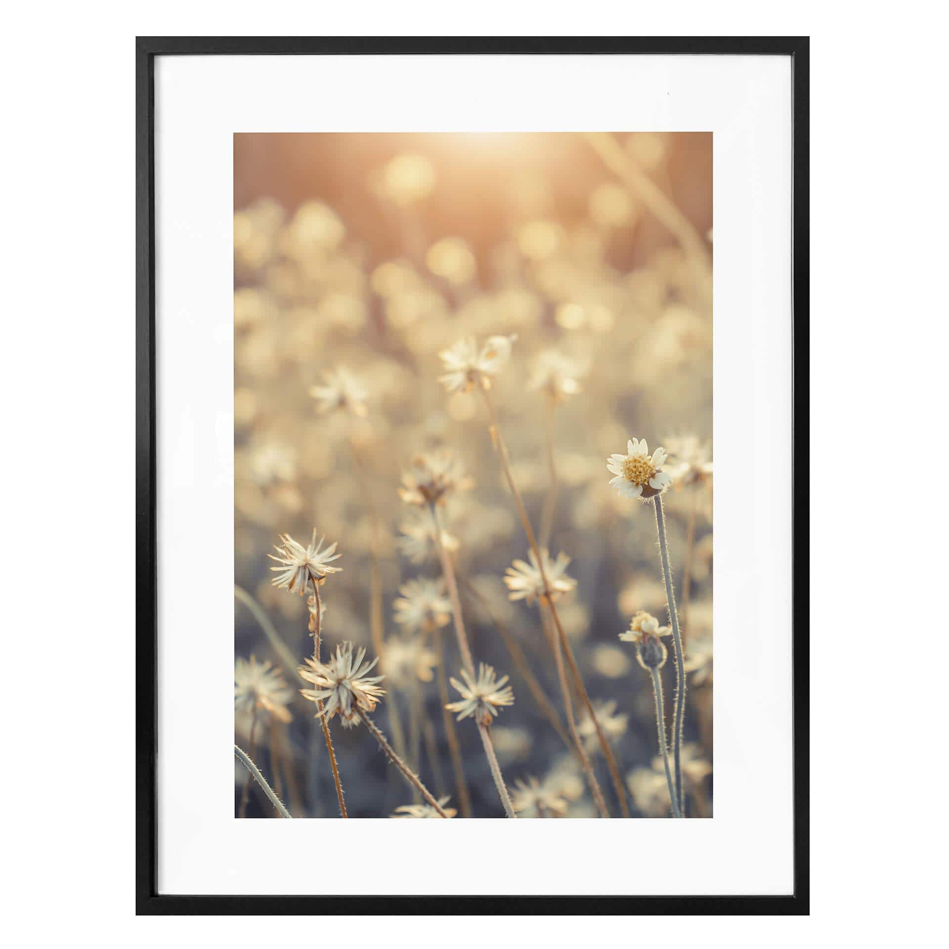 Plakat - mexicansk marguerit - Nærbillede