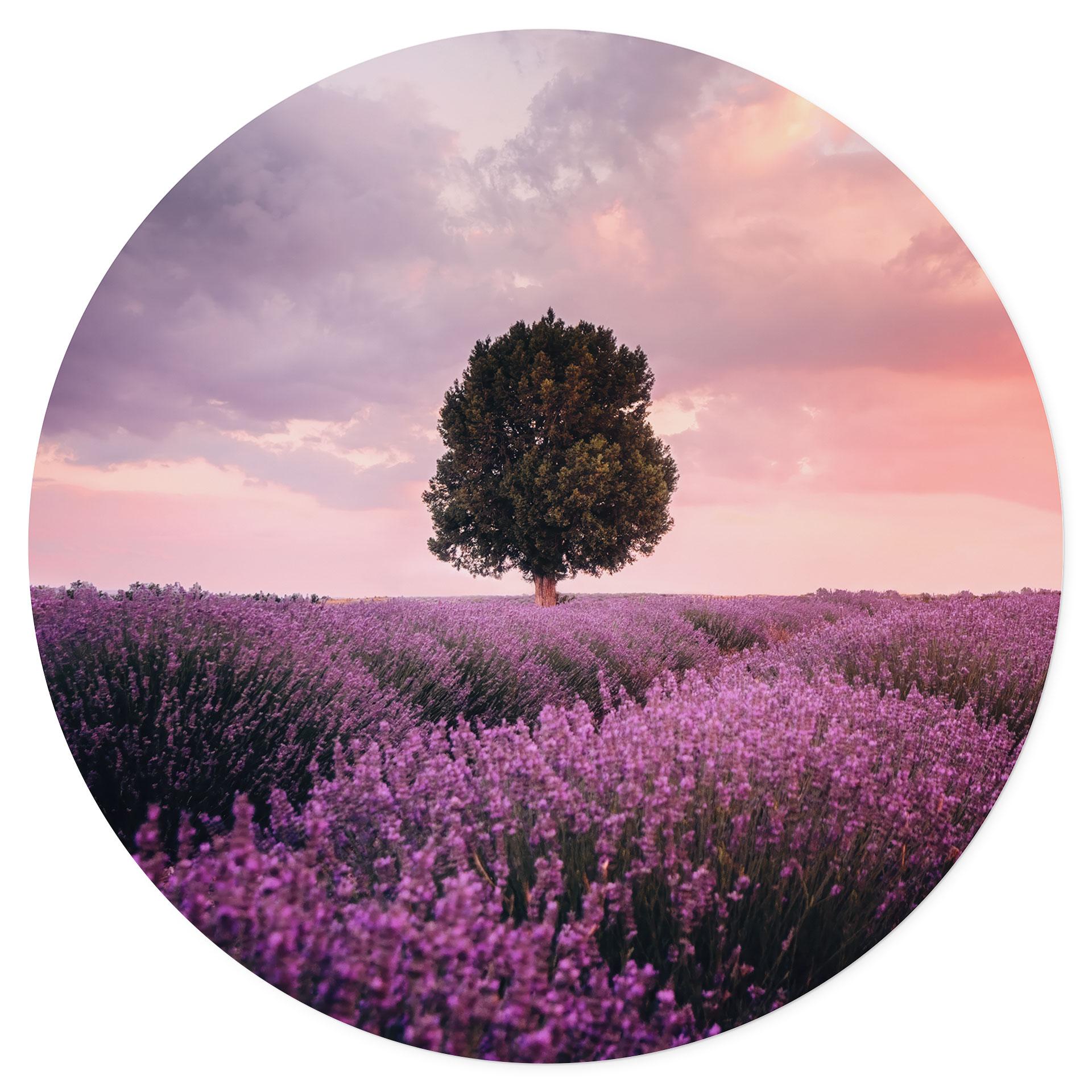 Vinilo decorativo Campos de lavanda púrpura al atardecer - Cevik - Redondo