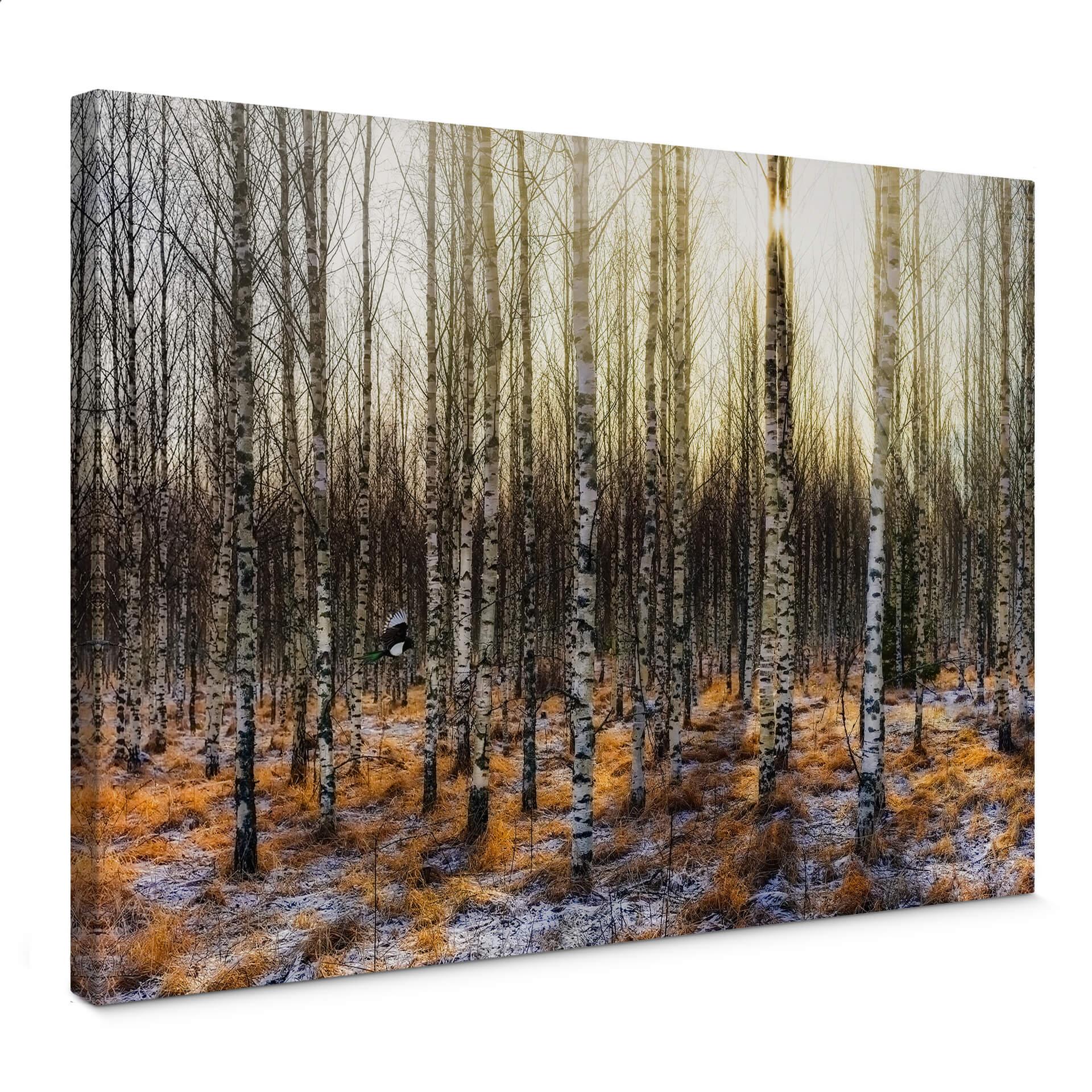 Canvasbillede - Olsen - Solskin i birkeskov