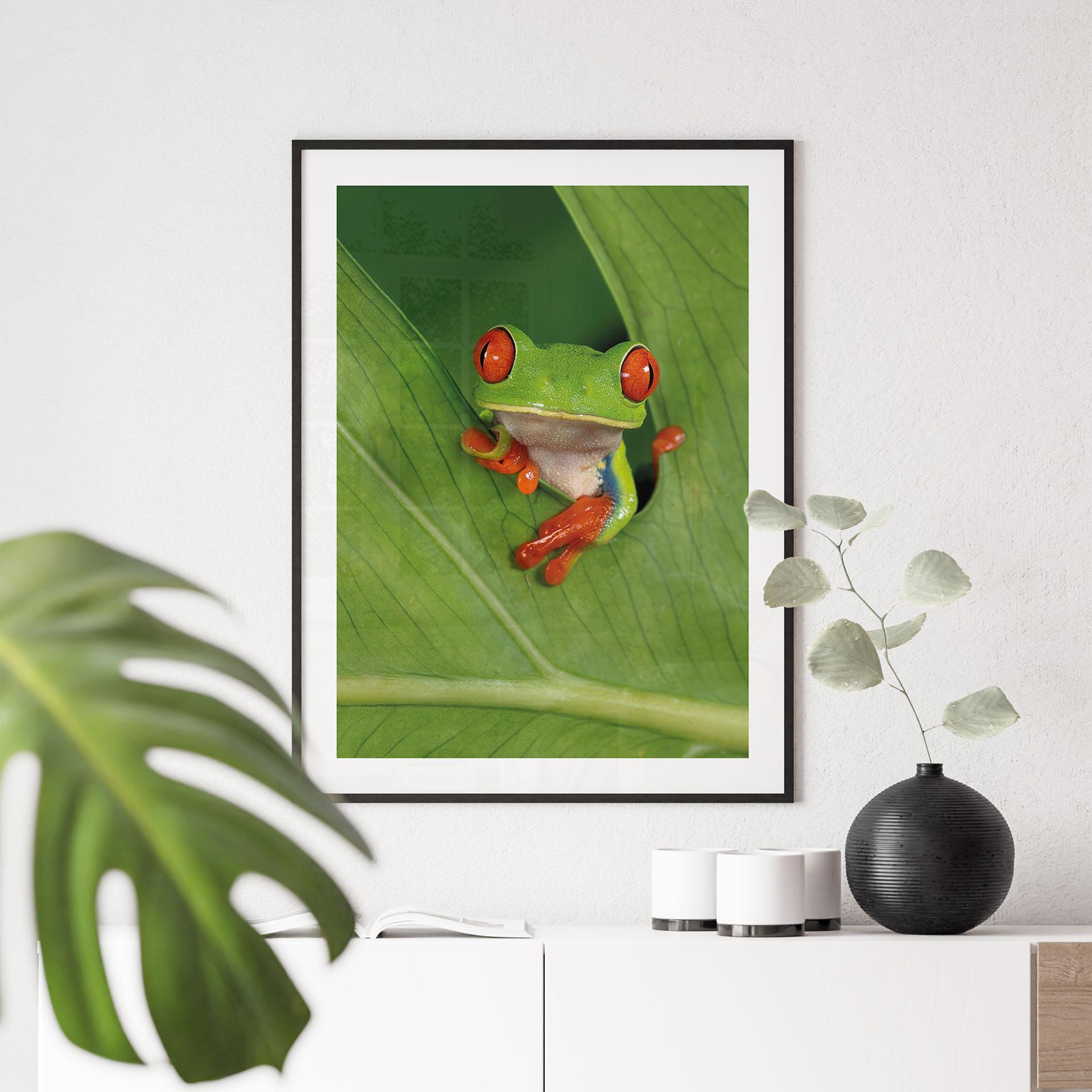 Plakat løvfrø i regnskoven - van Duijn