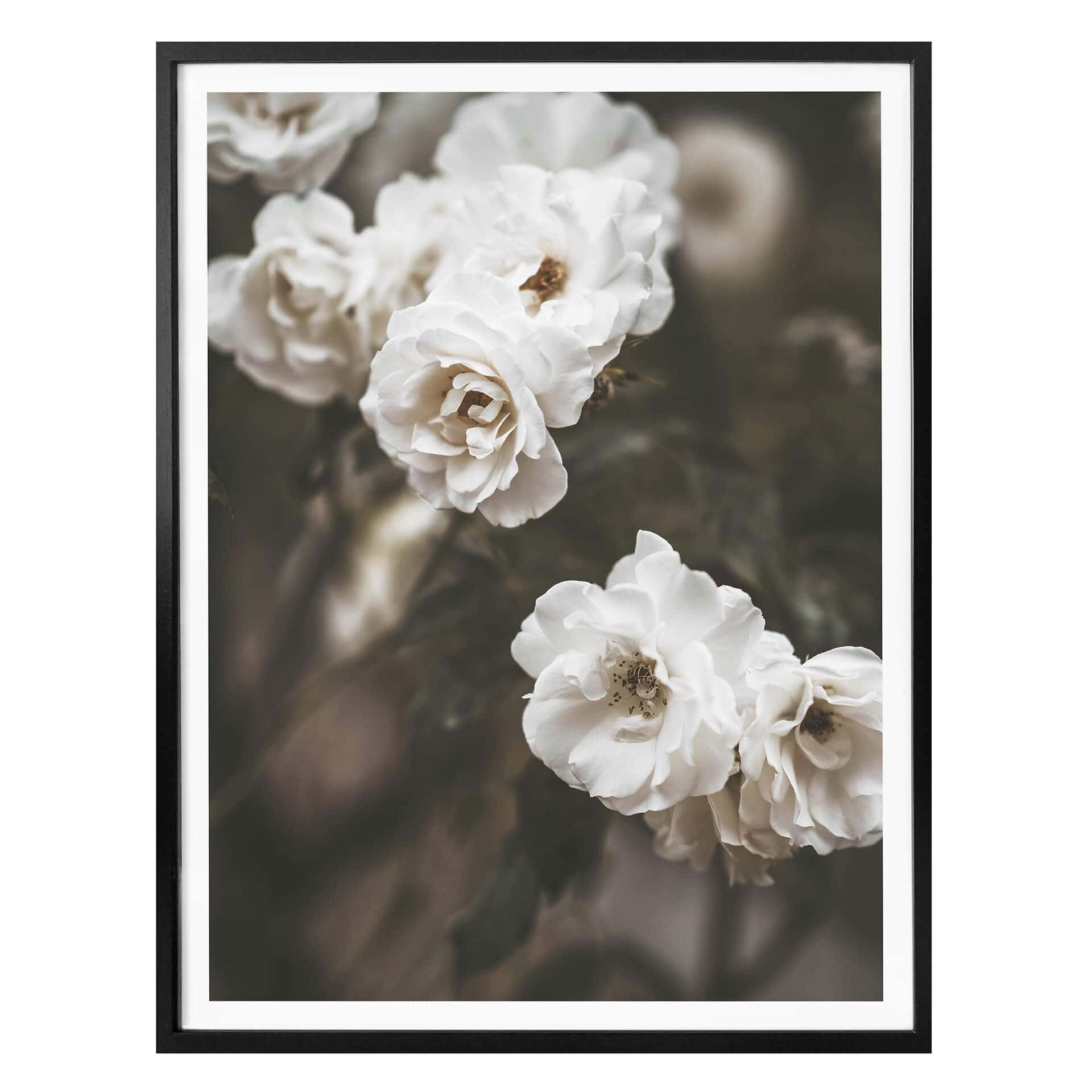 Plakat - Annie - Louise Bugnet Rose