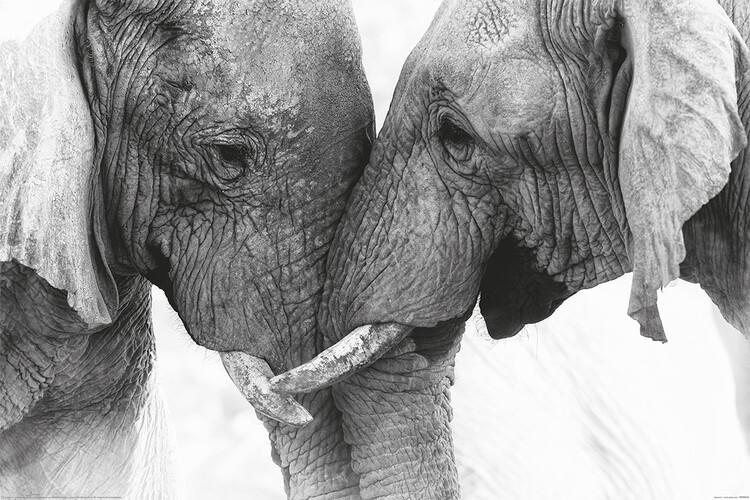 Poster The Elephants - Touch 91,5x61 cm