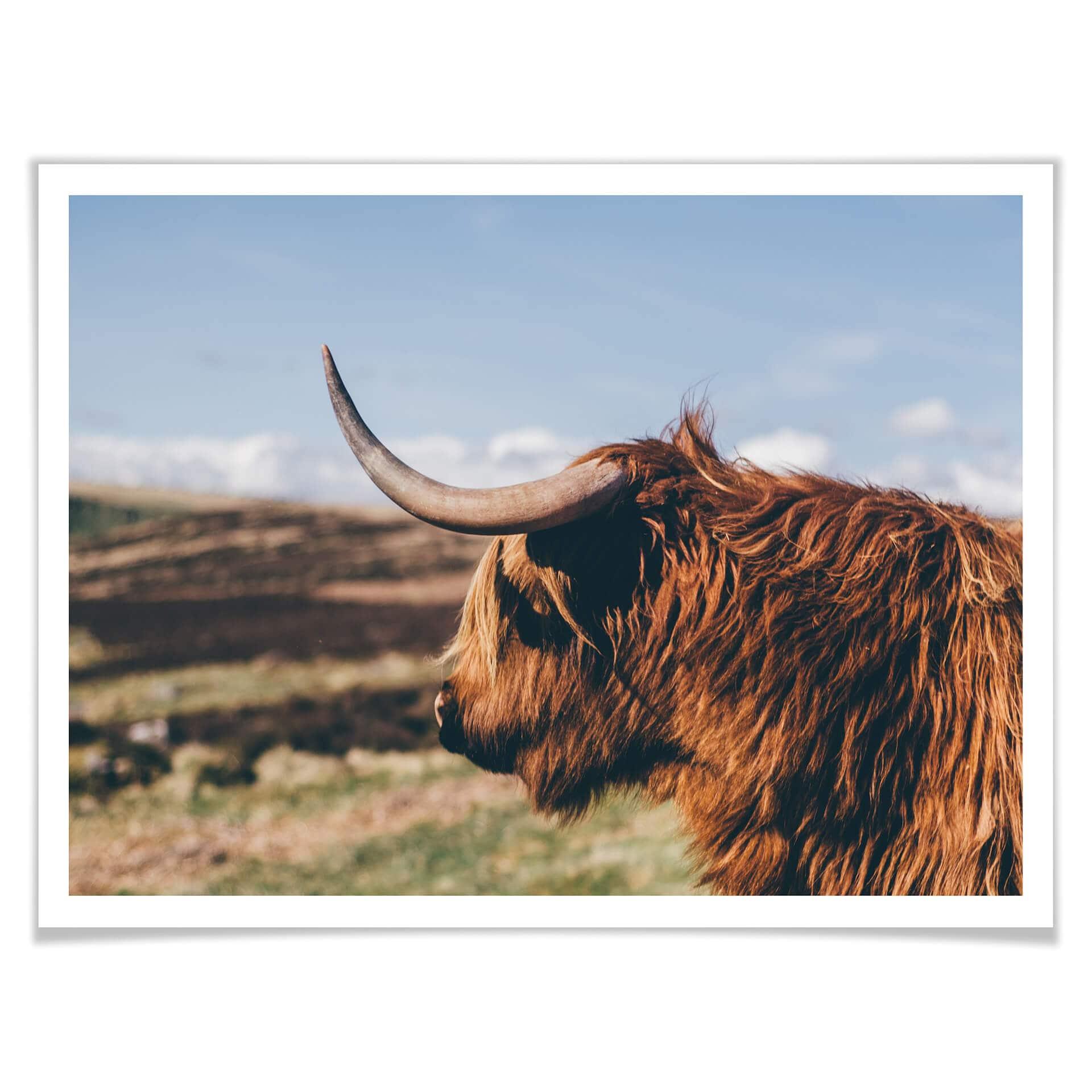 Plakat - Highland Cow 02