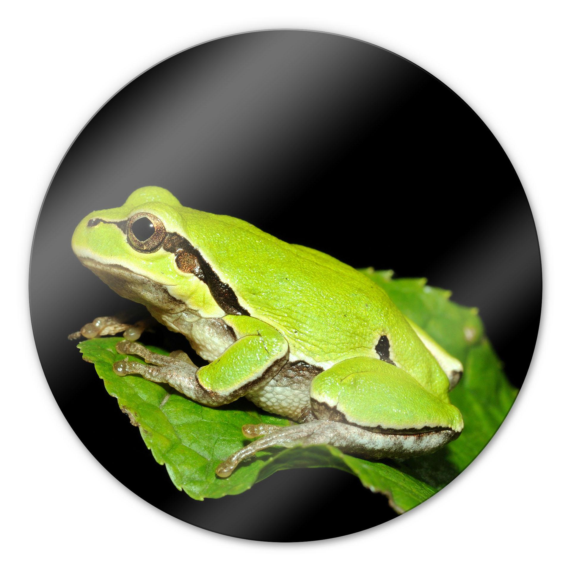 Tableau en verre - Grenouille verte - rond