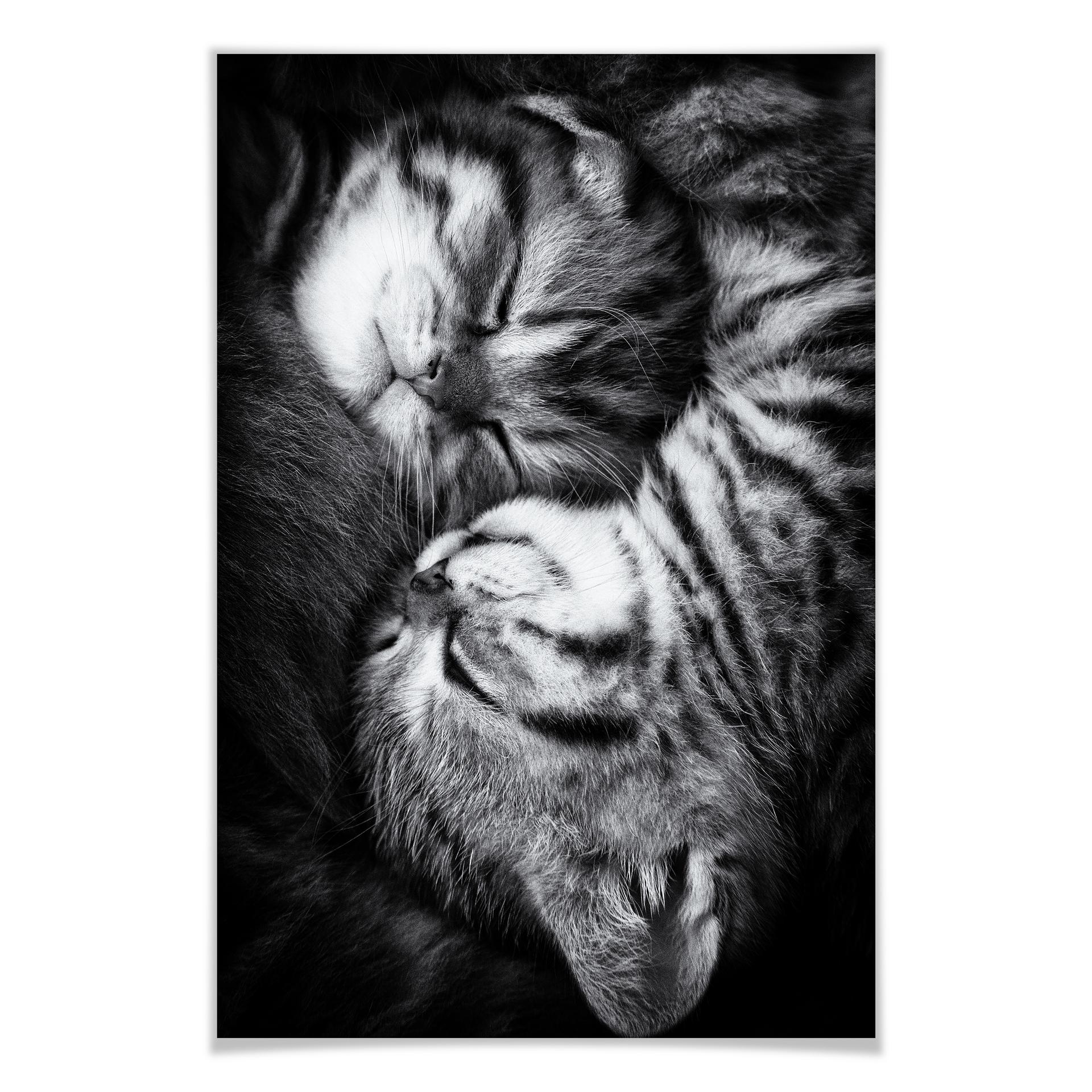 Poster - Jancova - Sweet Kitten