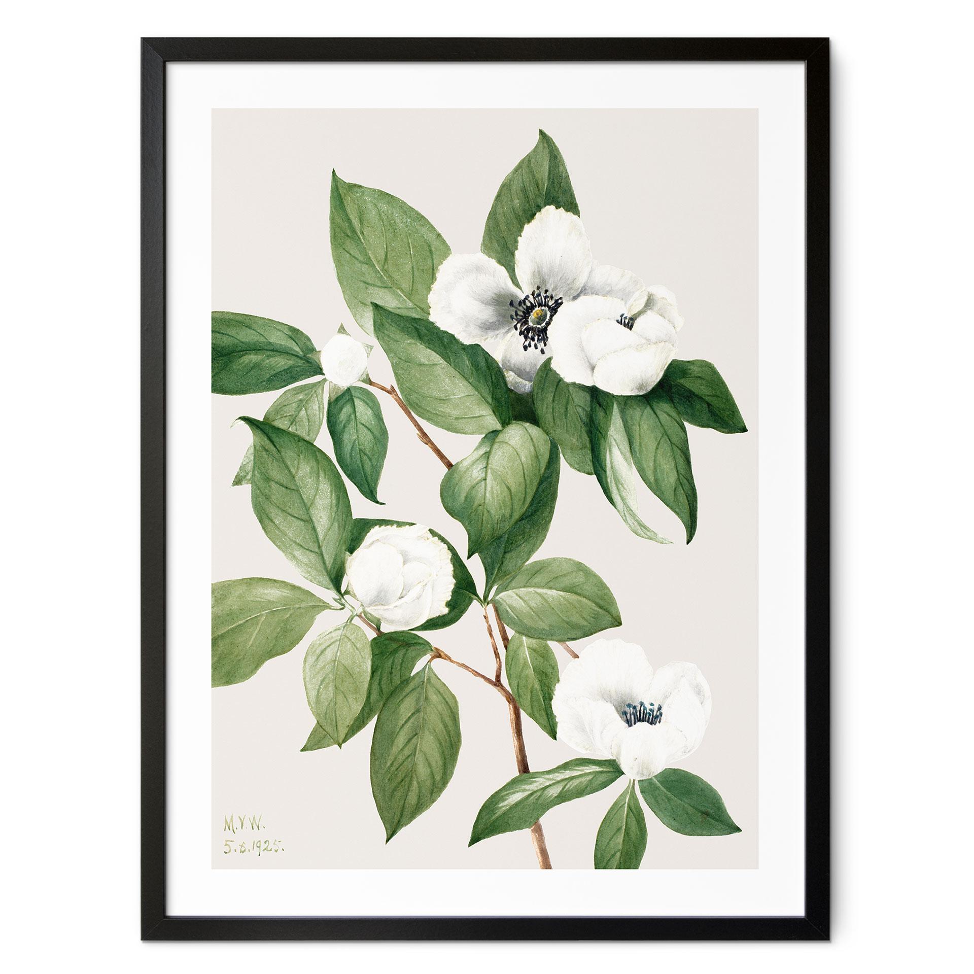 Póster ilustración botánica de una camelia falsa - Walcott