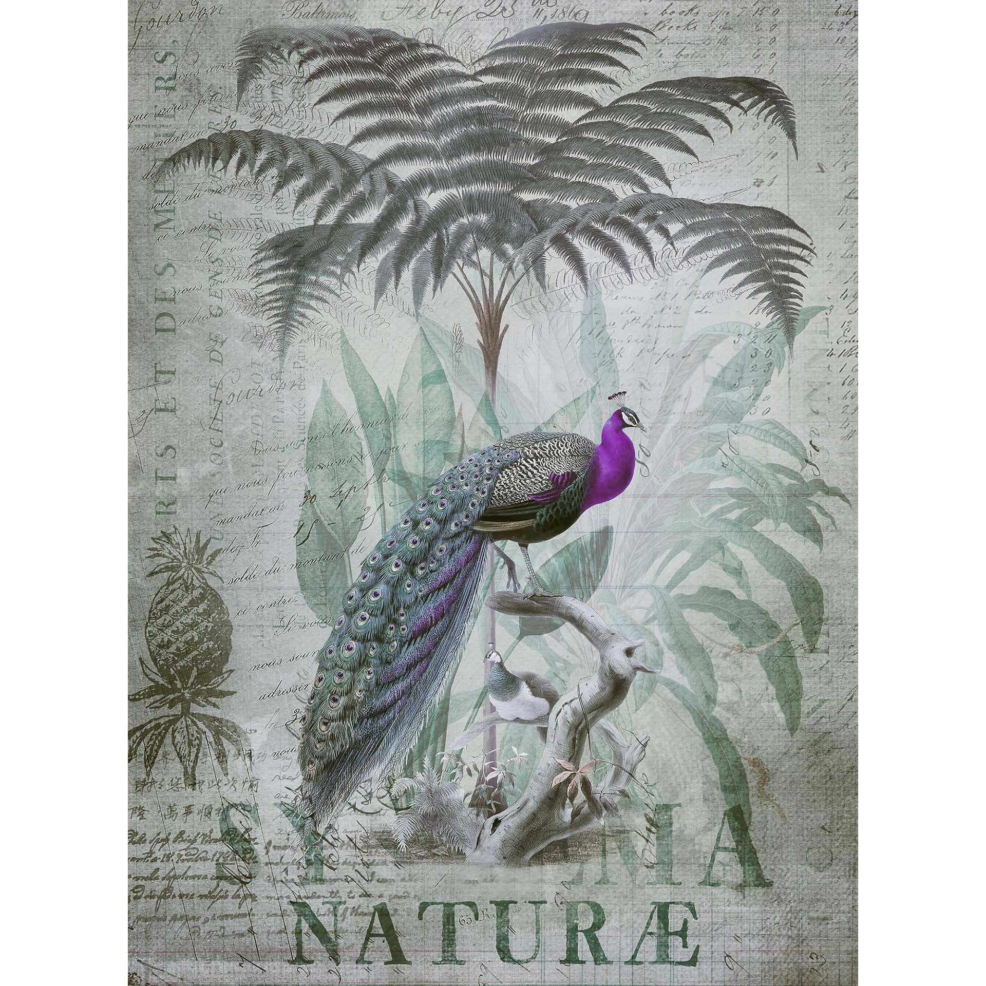 Livingwalls papier peint photo ARTist Peacock Jungle avec Jungle et paons vert, violet, jaune