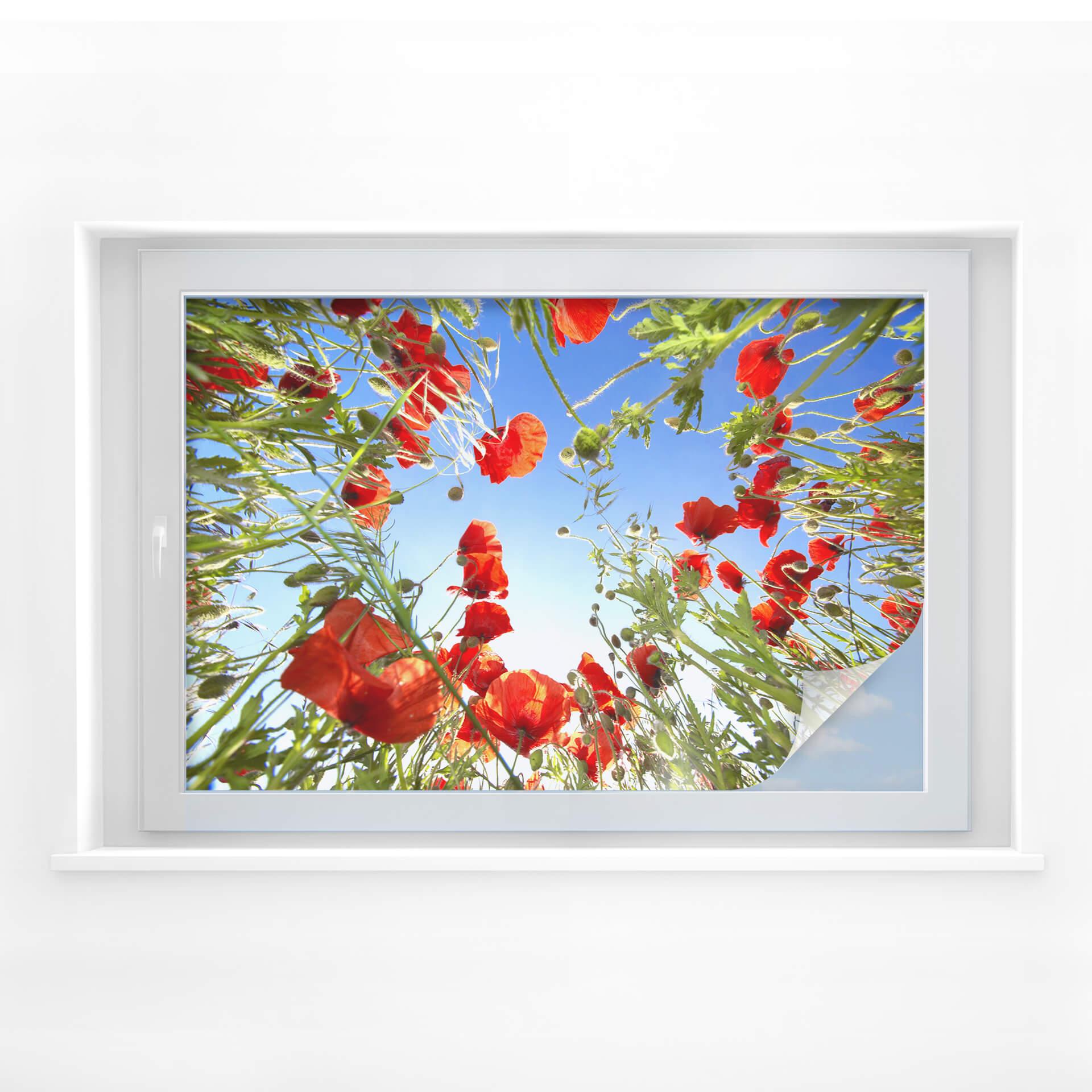 Film occultant - Champ de coquelicots