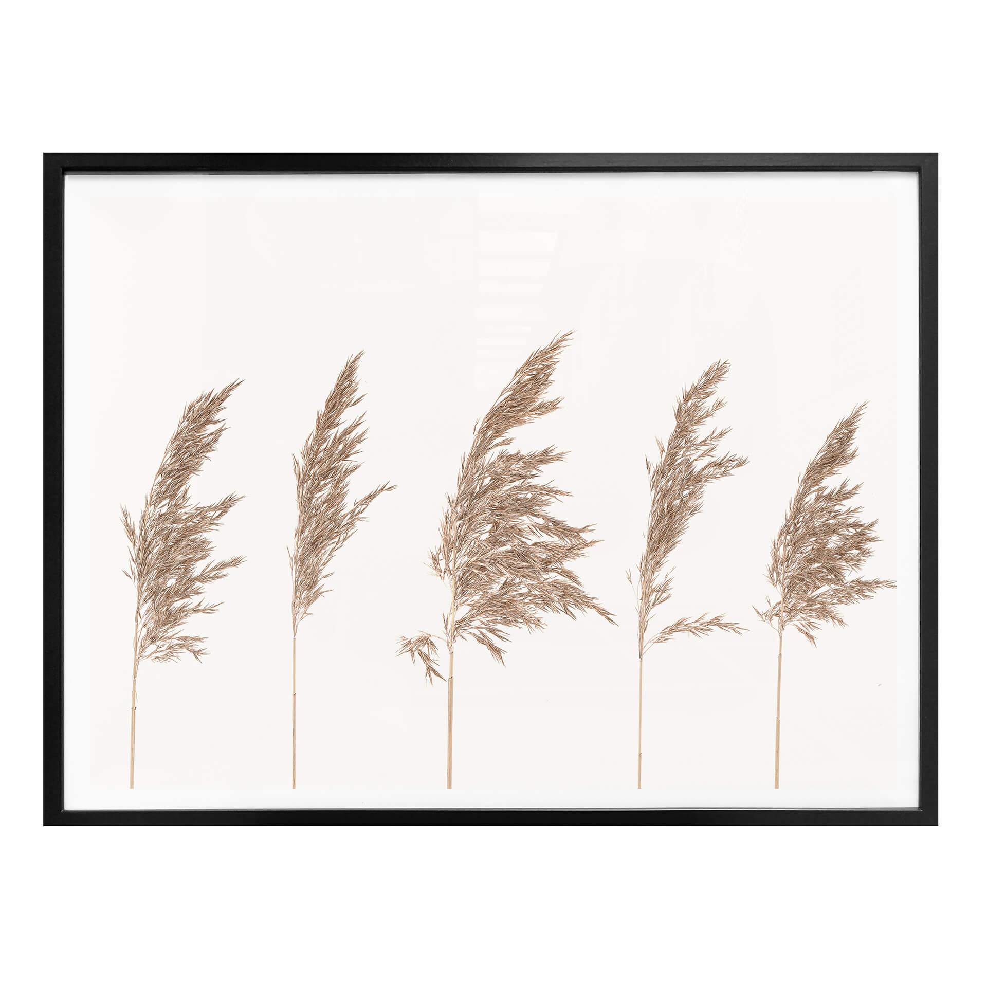 Plakat - Reed Grass