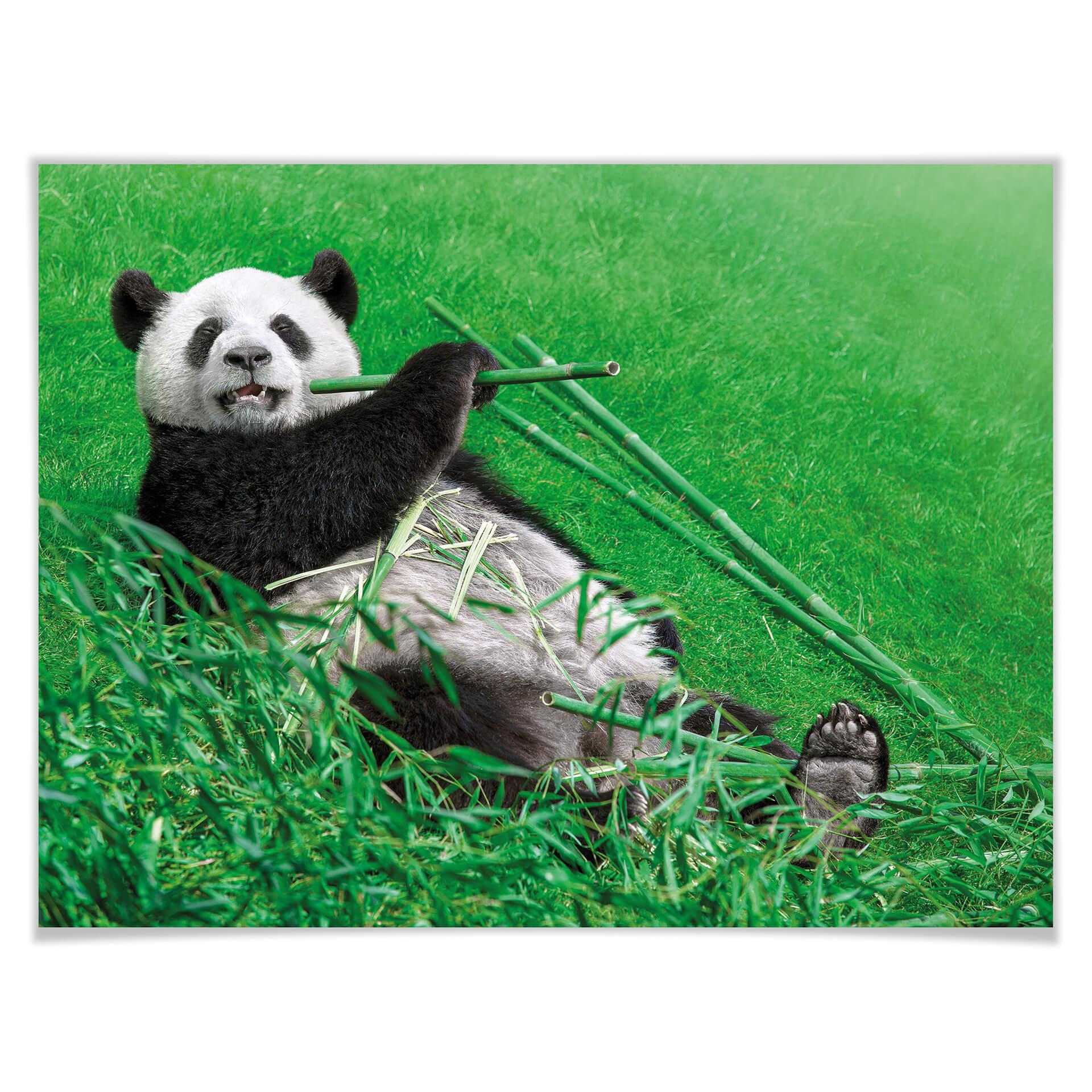 Póster Ben Heine - Panda feliz