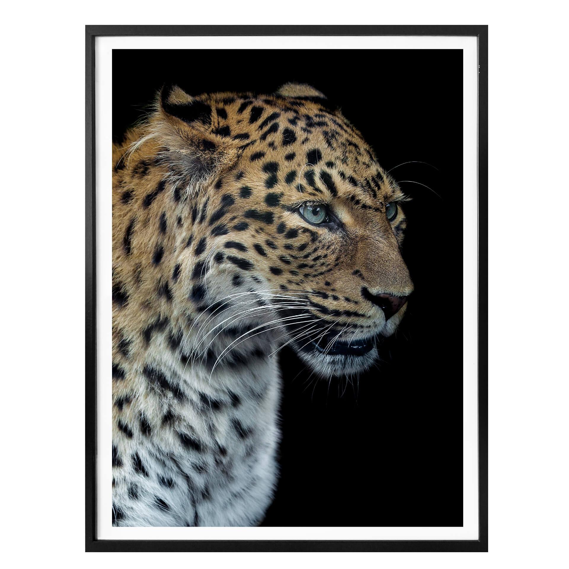Póster Dambreville - Jaguar curioso