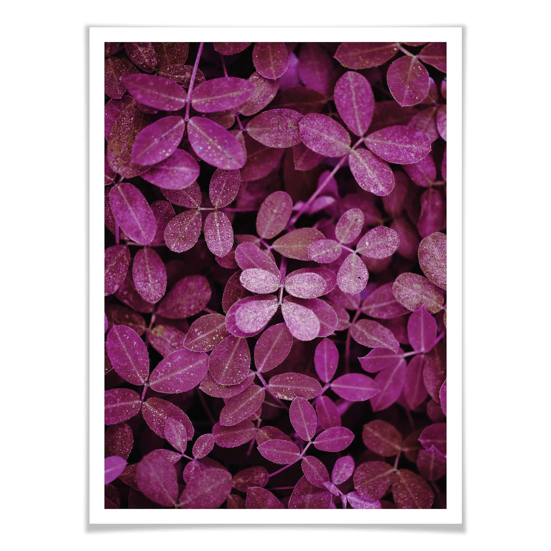 Póster Hojas rosas