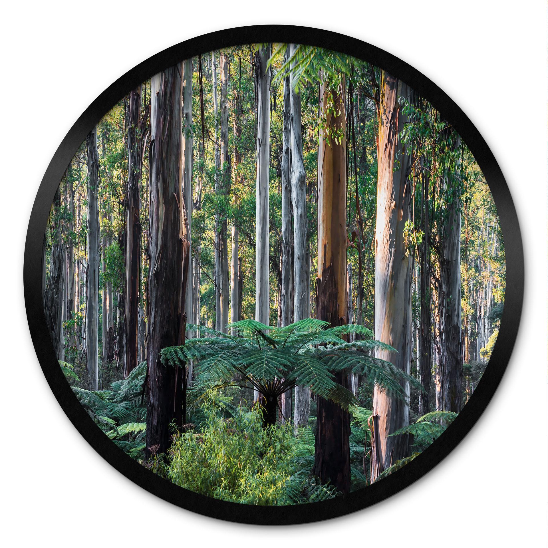 Plakat Eukalyptusskov i Yarra Ranges - Colombo - Runde