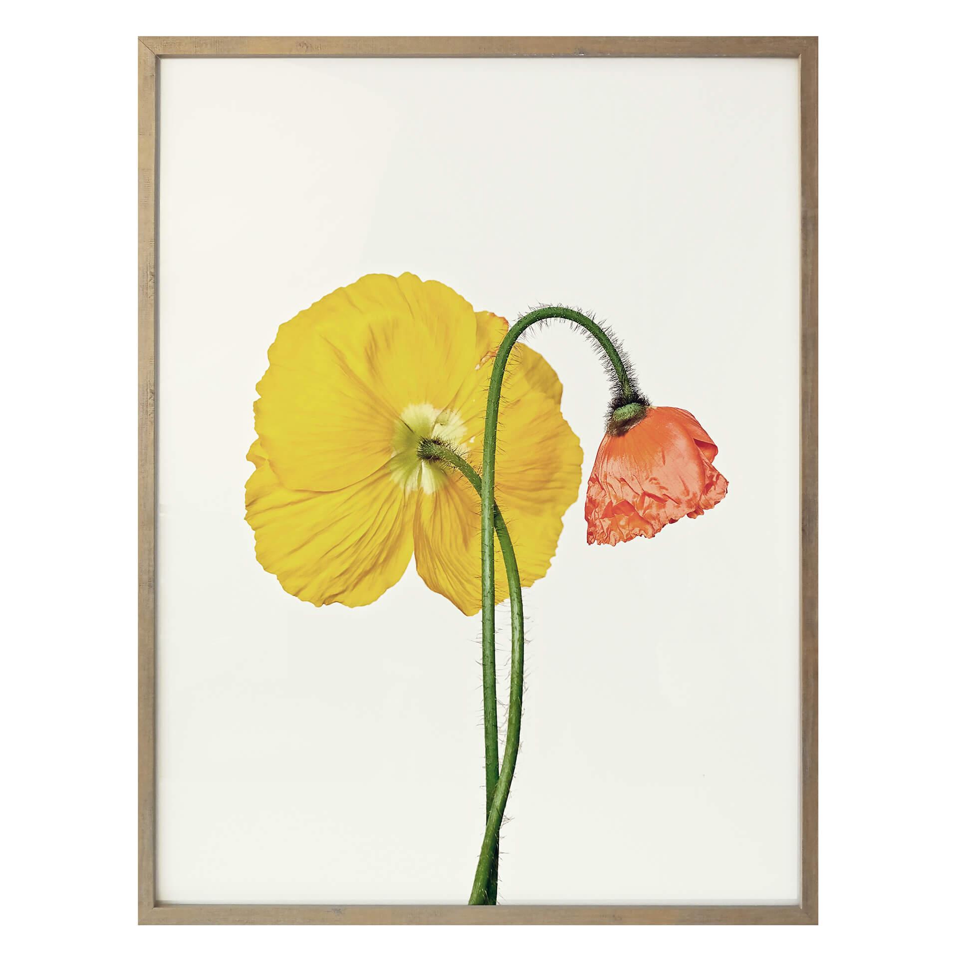 Póster La flor roja y amarilla