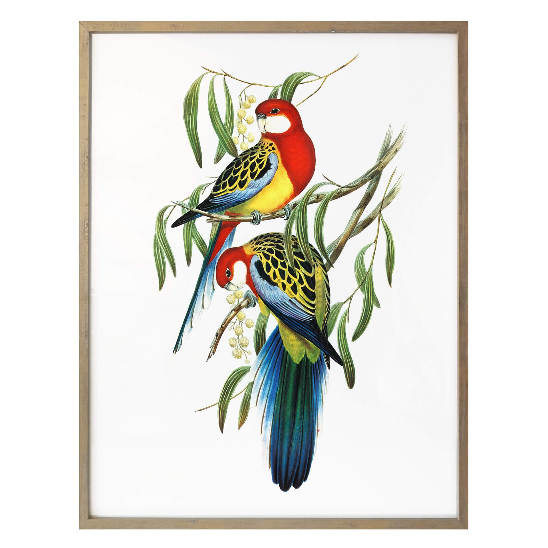 Póster de periquitos de colores