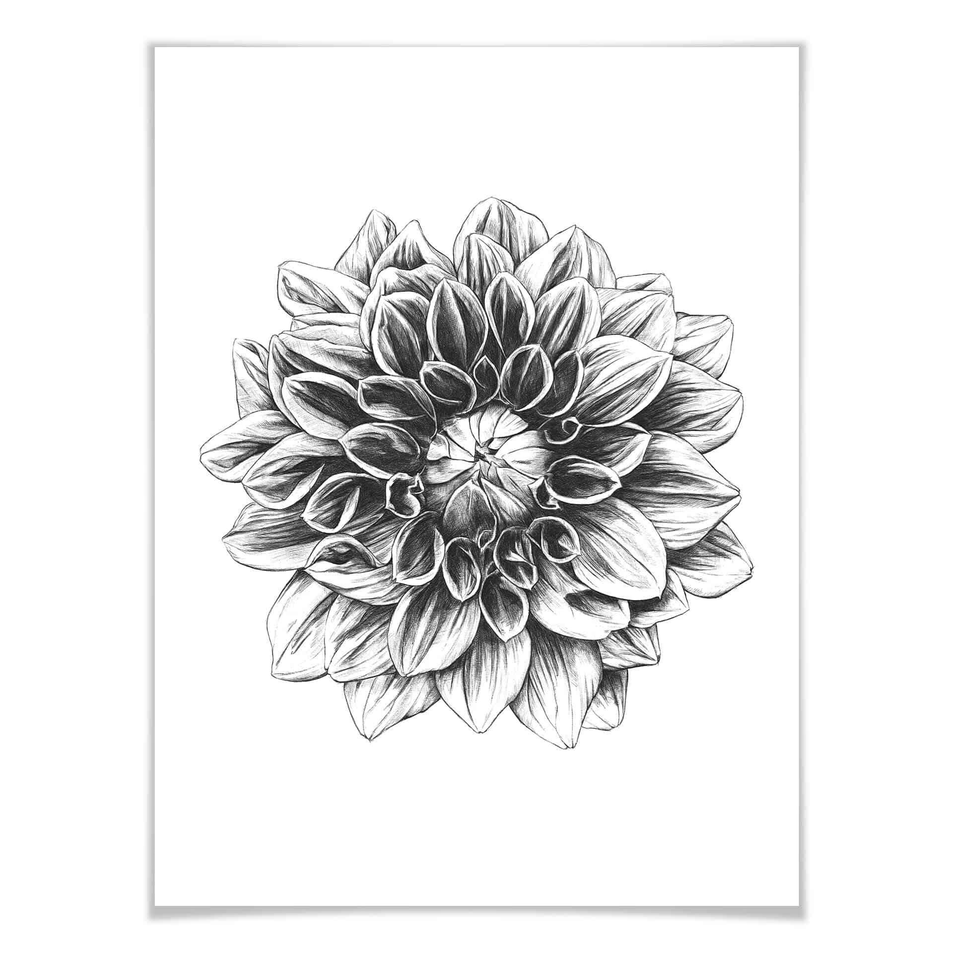Plakat Kools - Dahlia