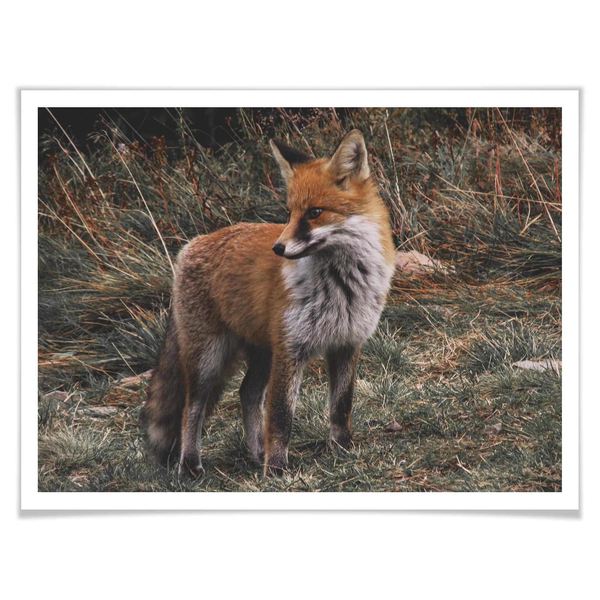 Plakat - Fox 02