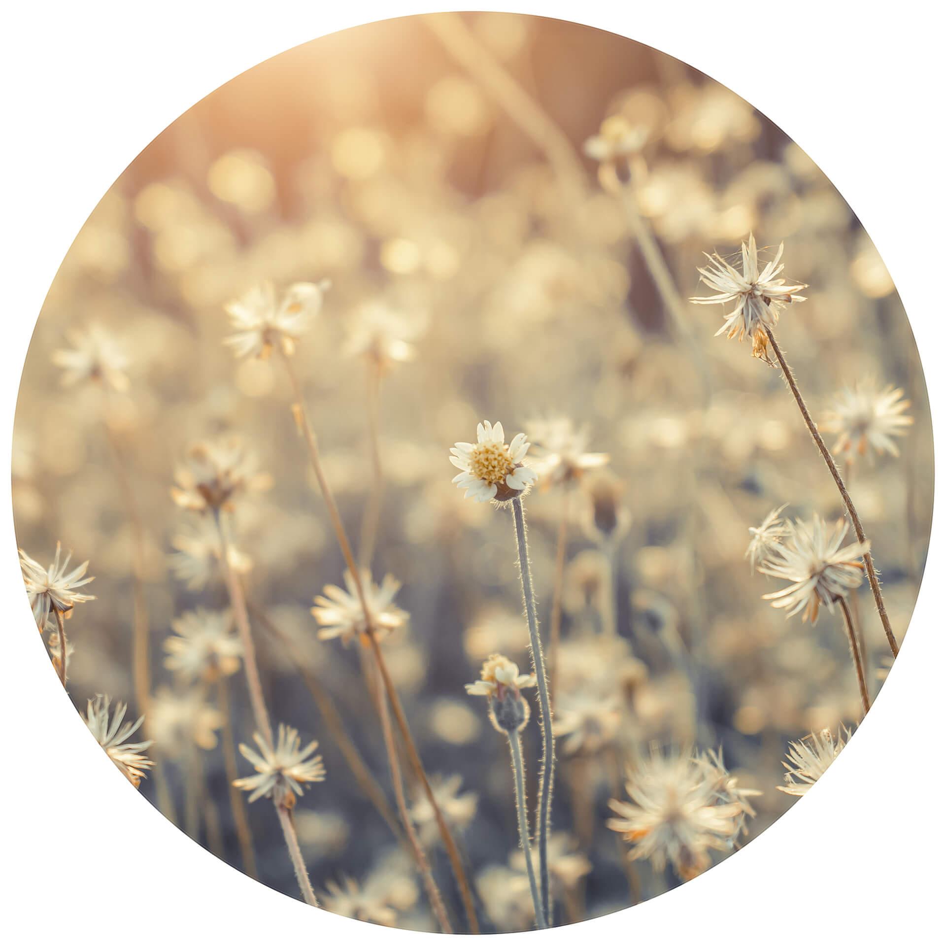 Behangcirkel Mexican Daisy - vliesbehang/zelfklevend vliesbehang