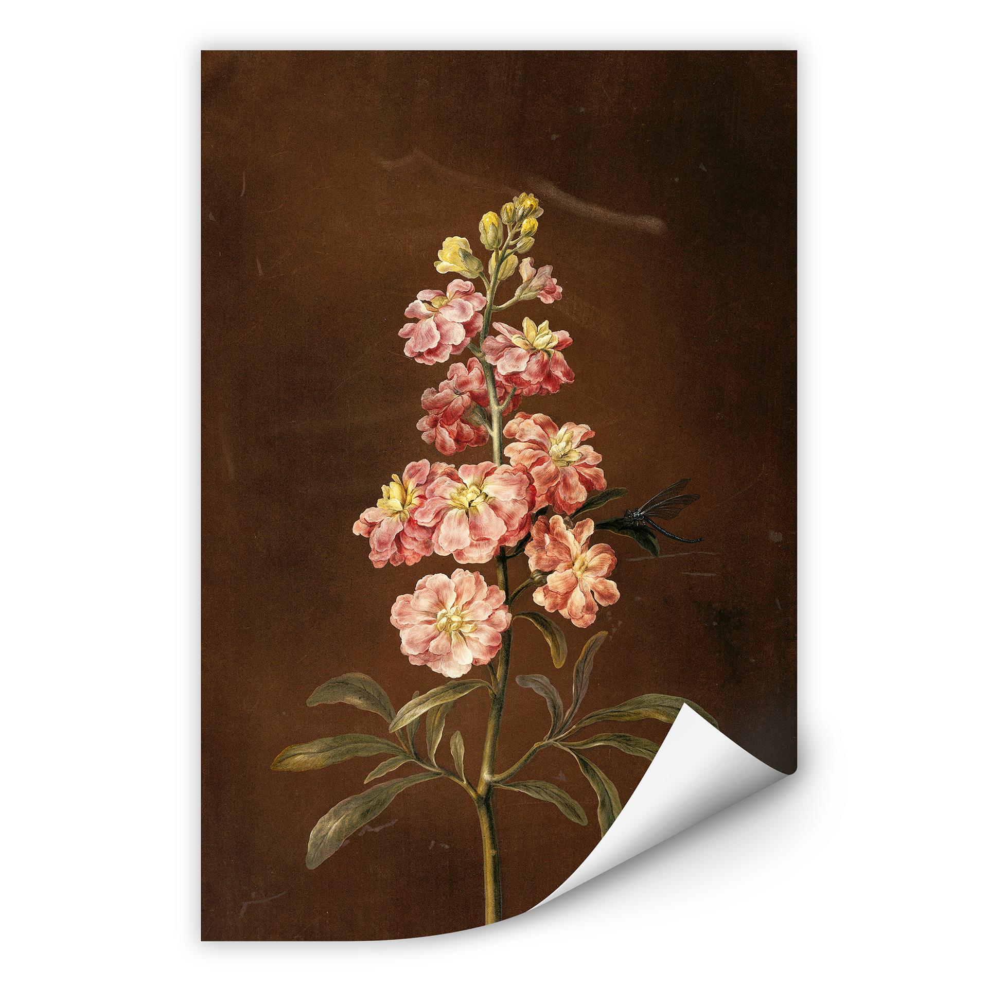 Wallprint W - Dietzsch - Eine rosa Garten Levkkoje