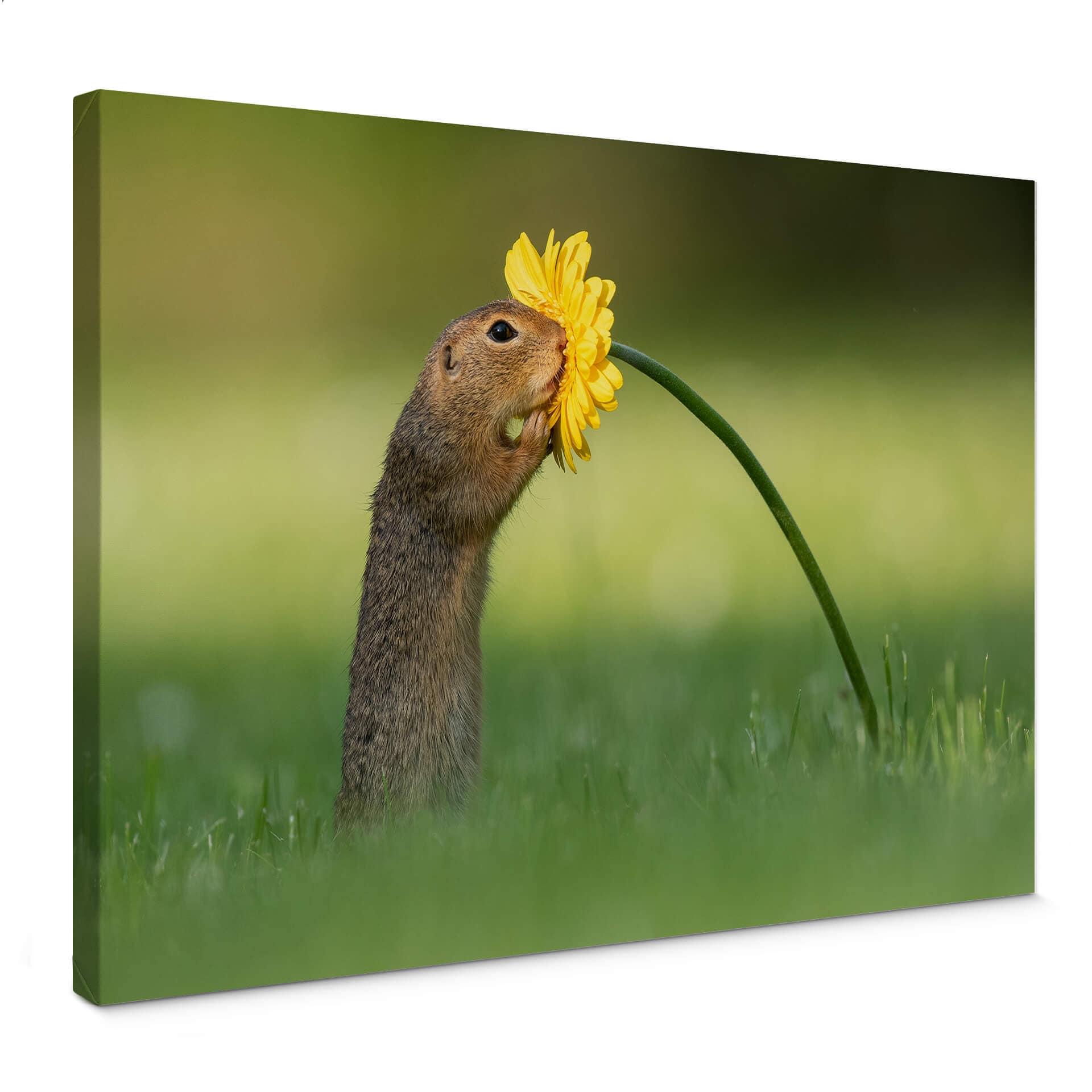 Canvastavla van Duijn - Ekorren sniffar på en blomma