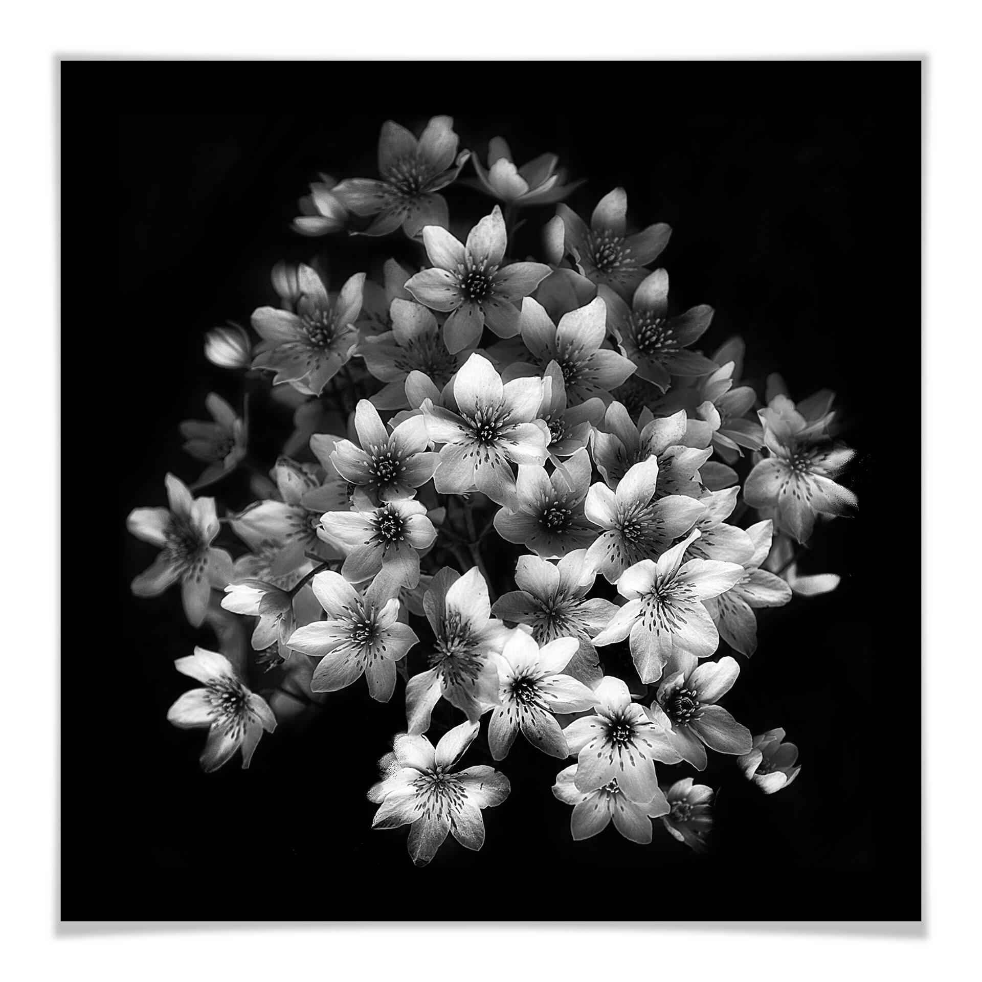 Plakat - Depaepe - Early Sensation