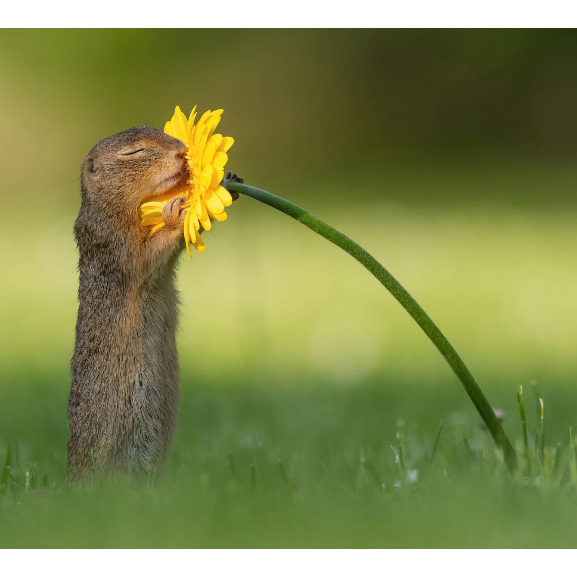 Fotobehang Dick van Duijn - Eekhoorn met Bloem