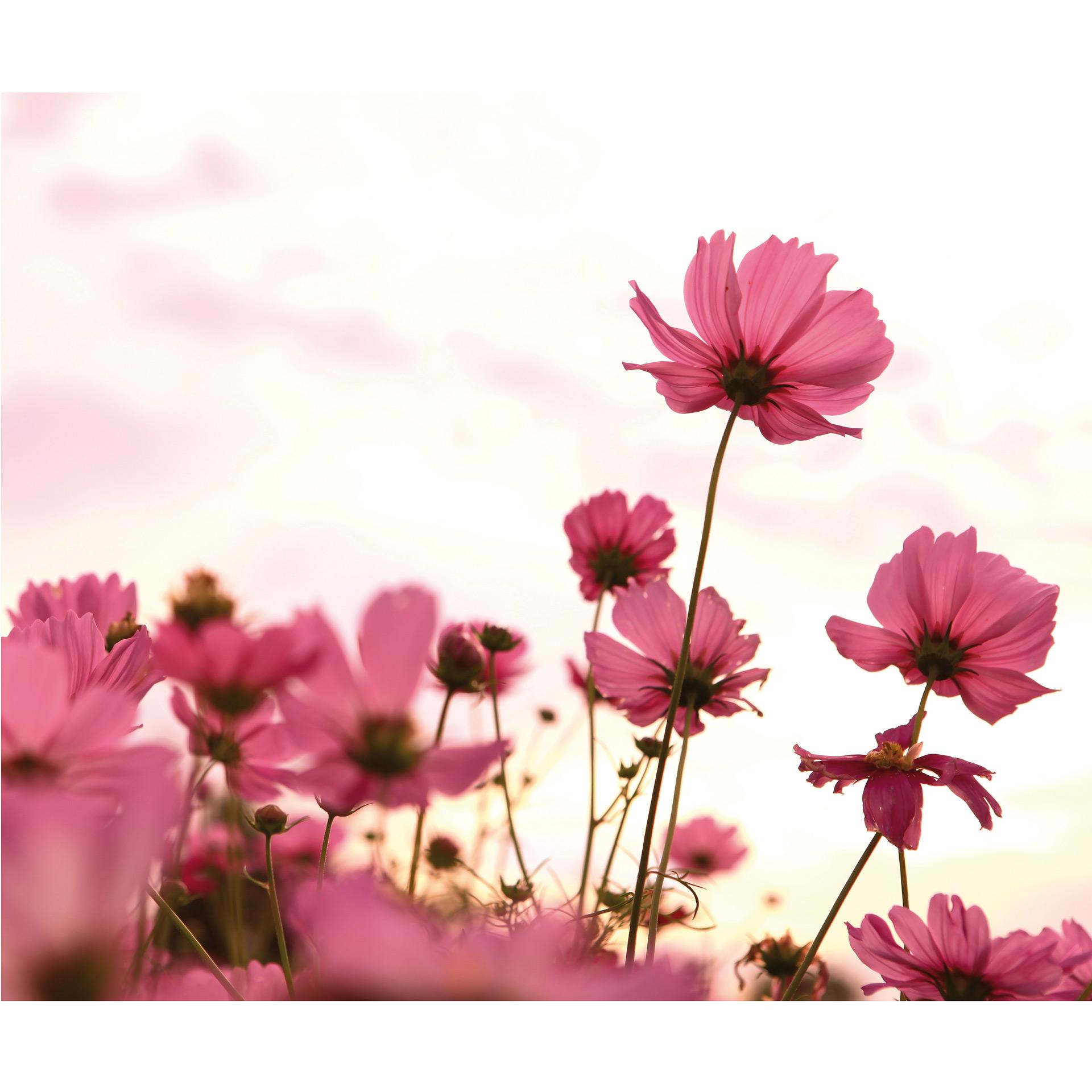 Fotobehang Vrolijke Bloemen