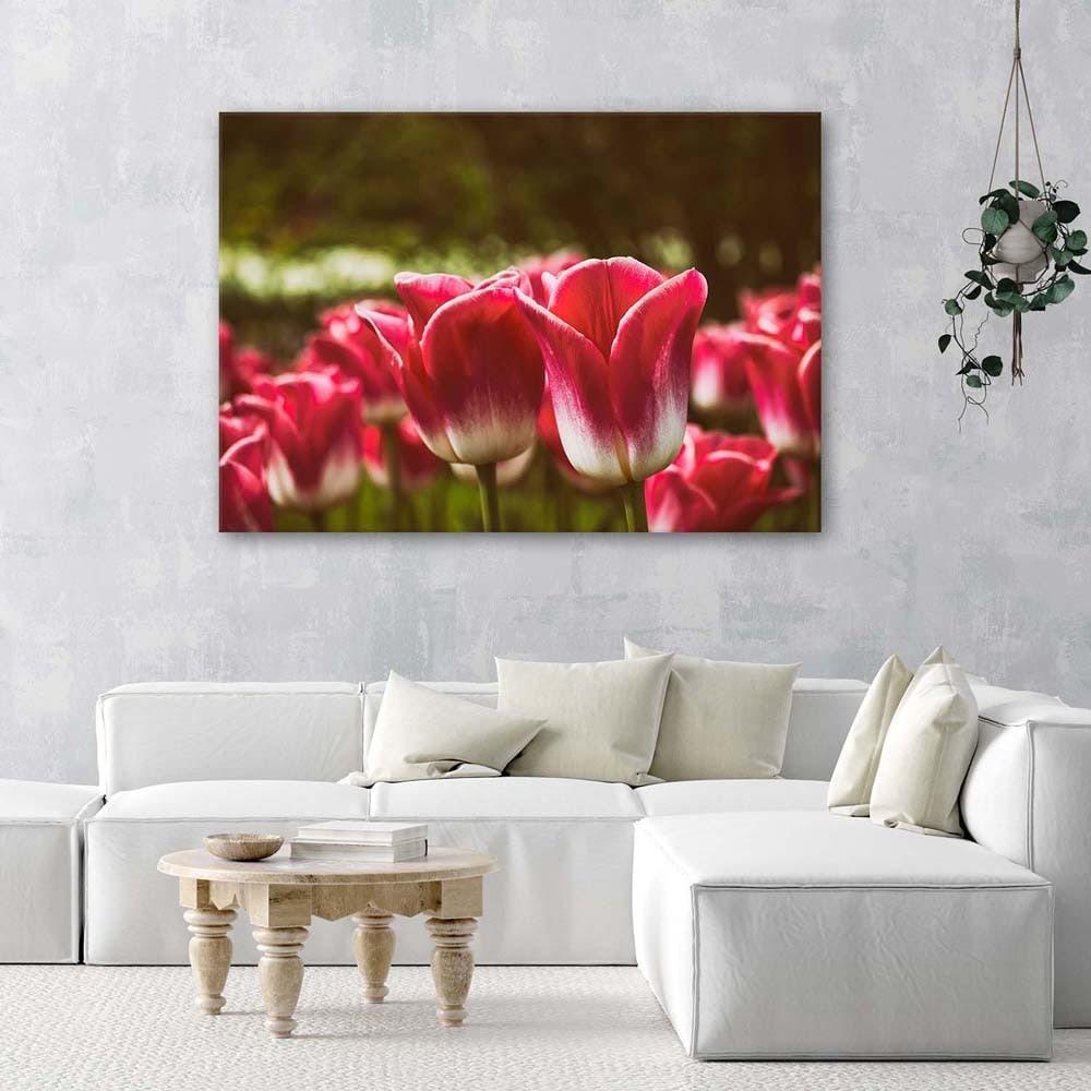 Canvasbillede, Blomstrende tulipaner