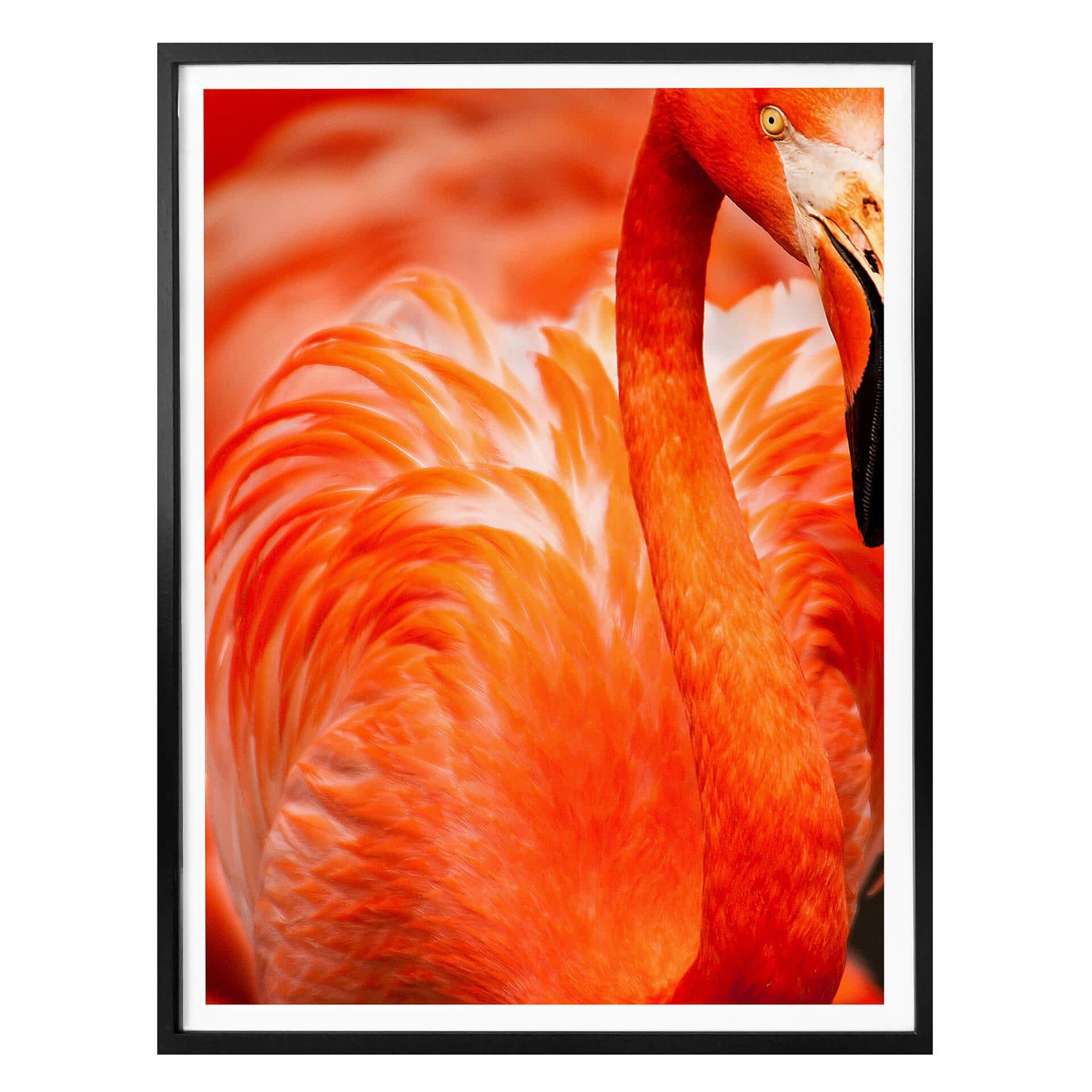 Poster Flamingo