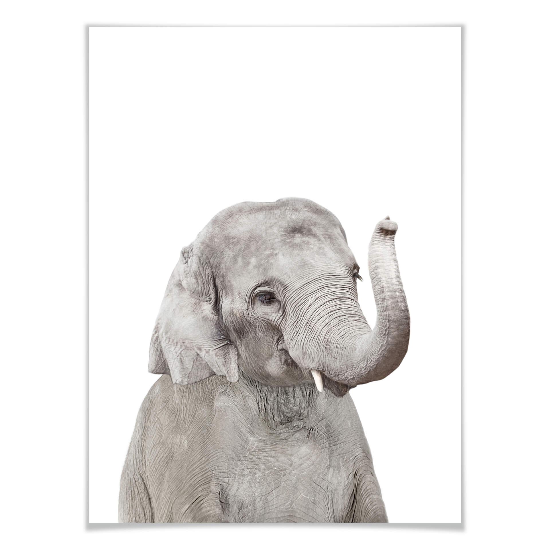 Plakat - Sisi & Seb - Baby Elephant