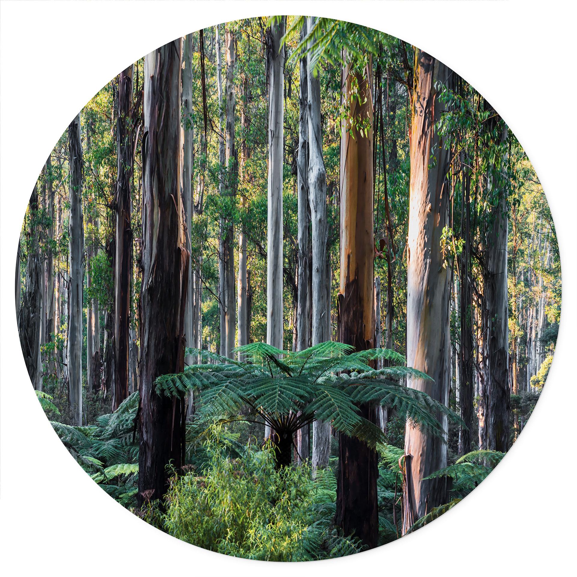 Muursticker van eucalyptusbos in de Yarra Ranges - Colombo - Rond