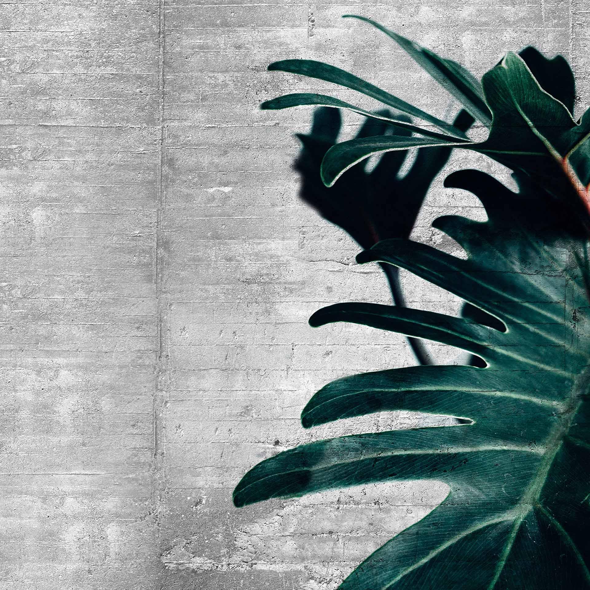 ConcretePalm in grijsgroen - vliesbehang Designwalls 2 - 2,55 x 3,5 m