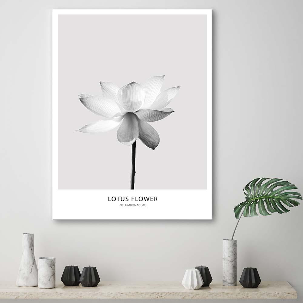 Canvasbillede, Hvid lotusblomst