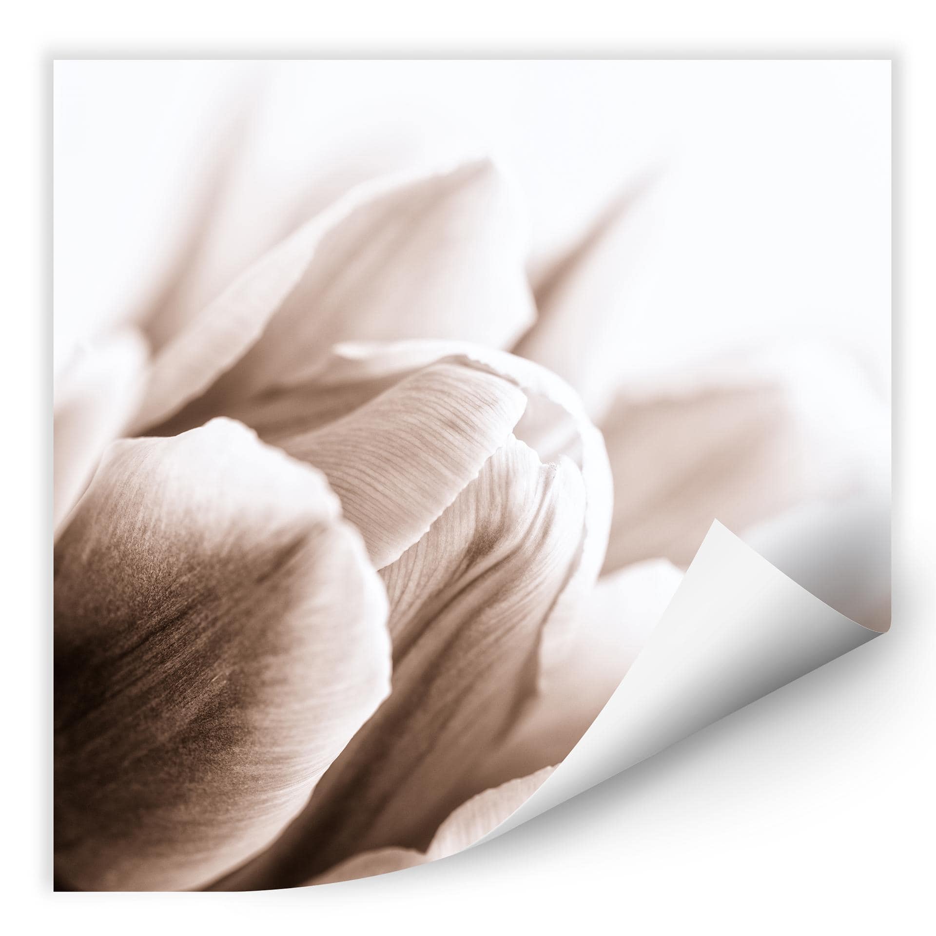 Zelfklevende Poster - Tulpen in Detail