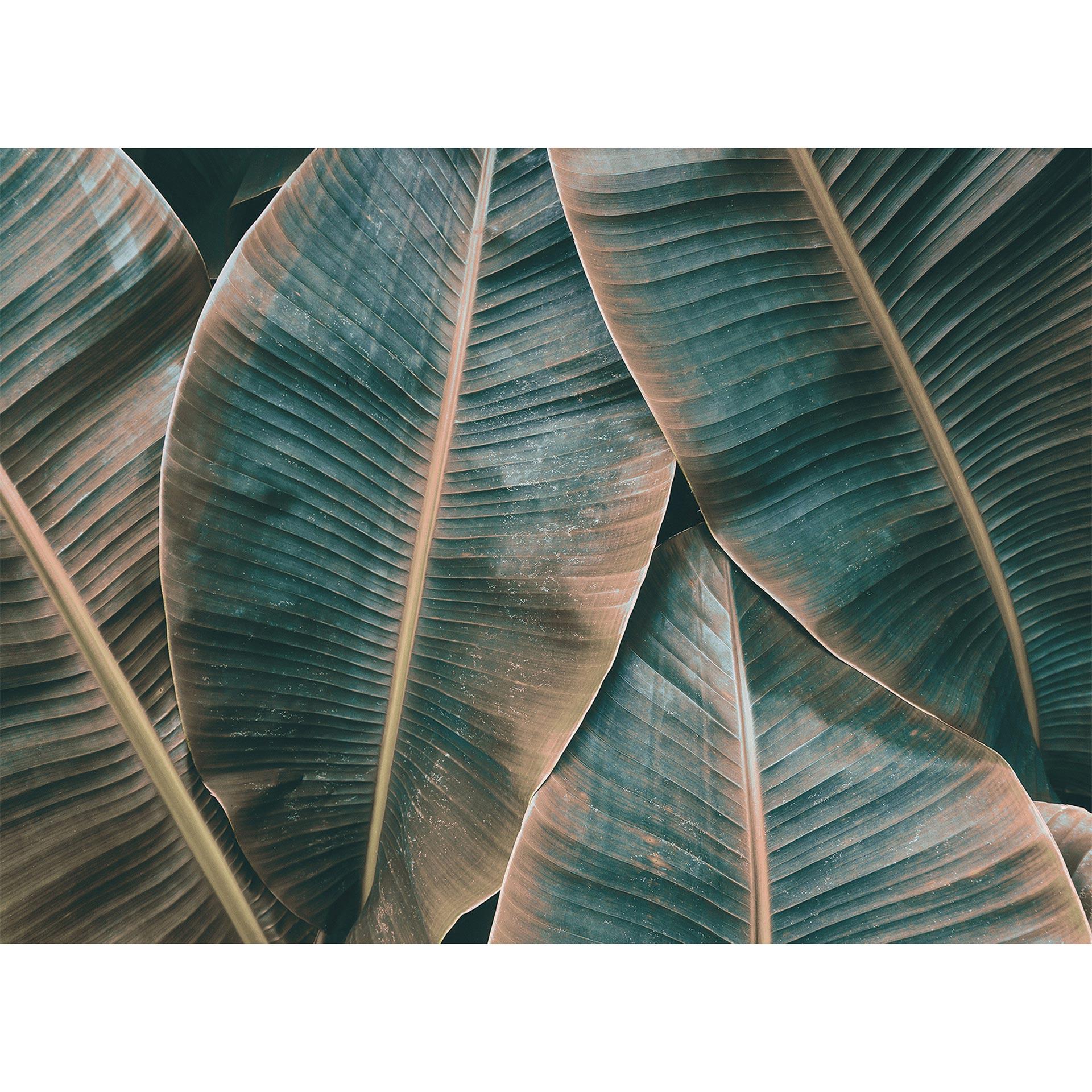 Architects Paper Fotobehang Atelier 47 Banana Leaves