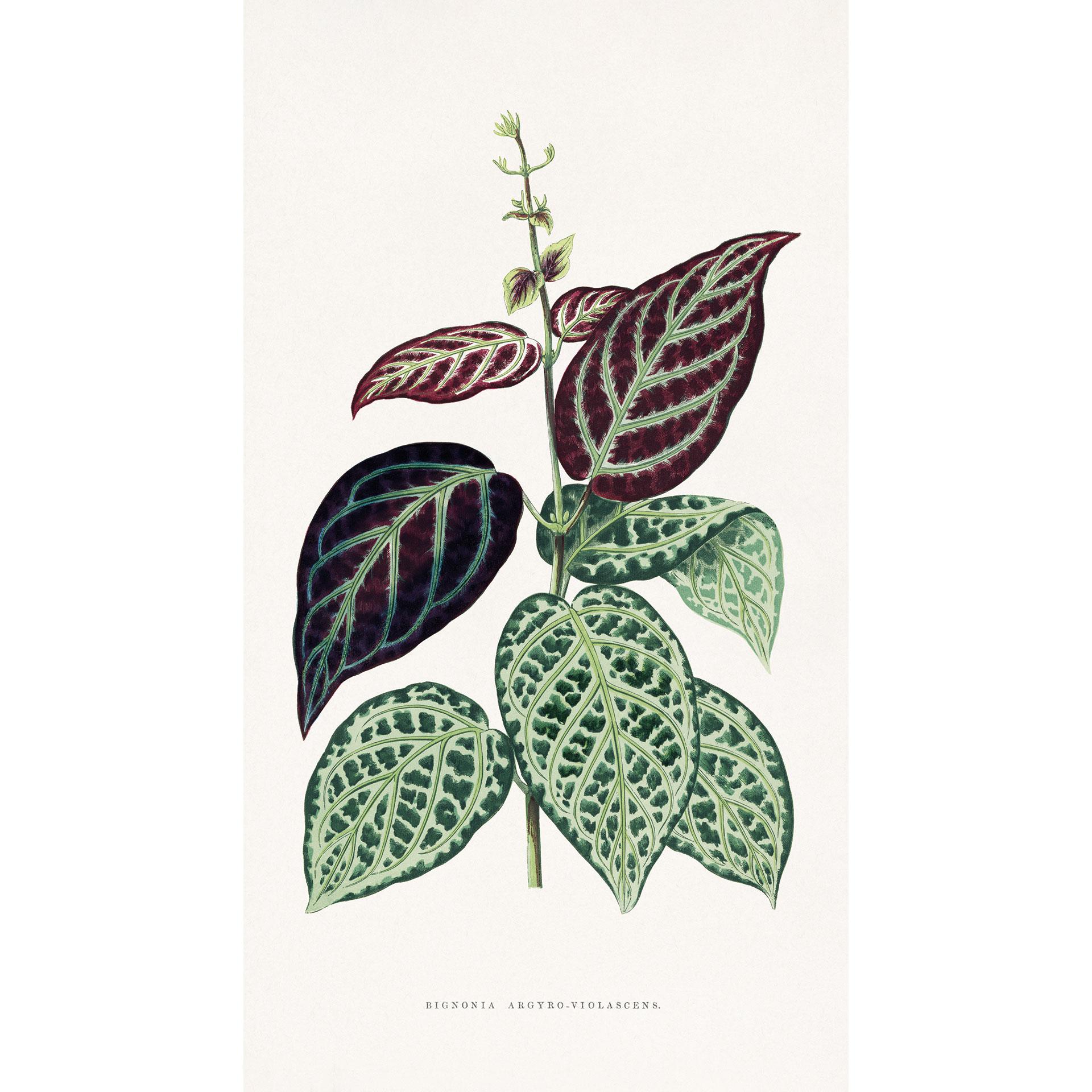 Fotobehang Bladillustratie - Bignonia Argyro Violascea