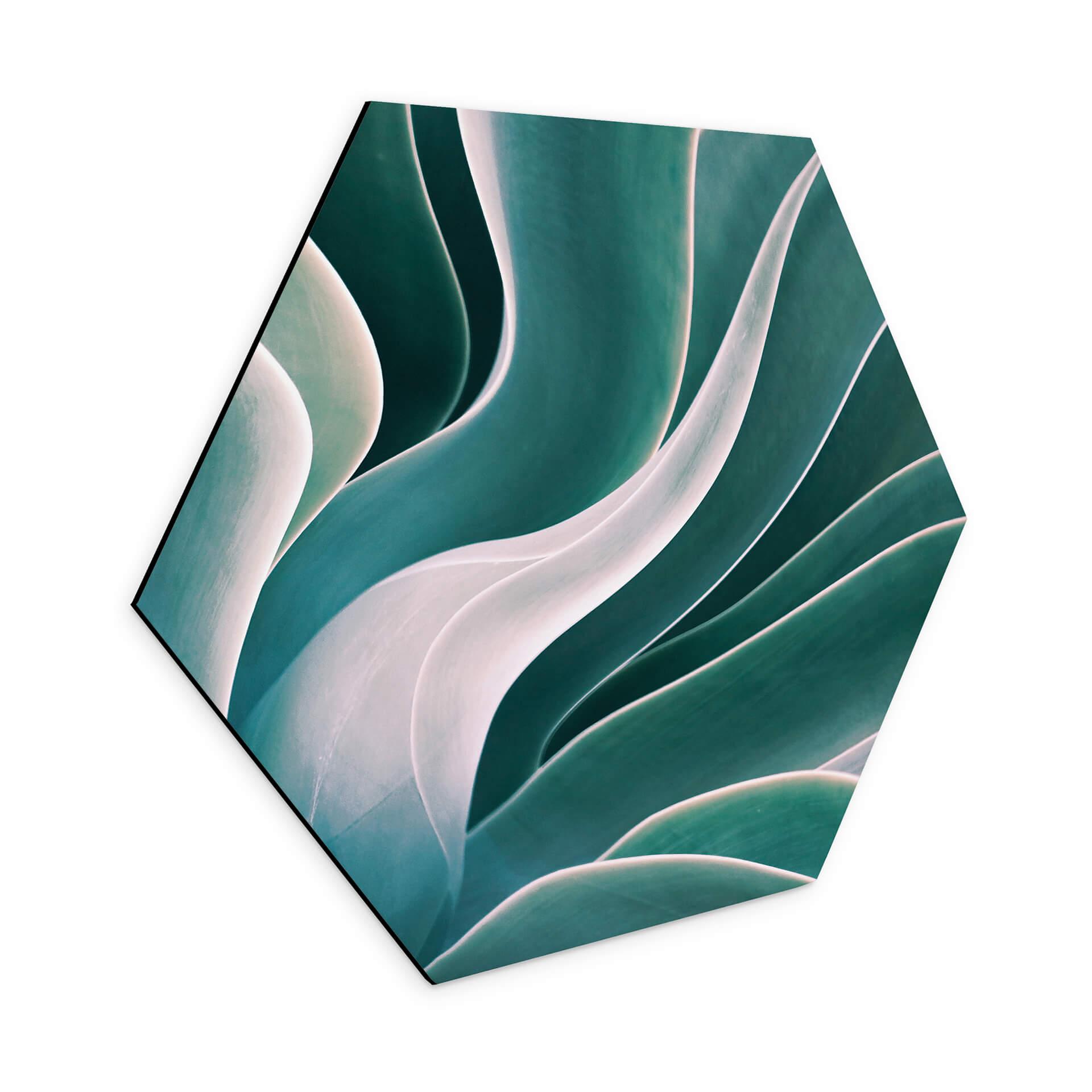 Hexagone - alu-Dibond Wechsler - Agave à la lumière du matin
