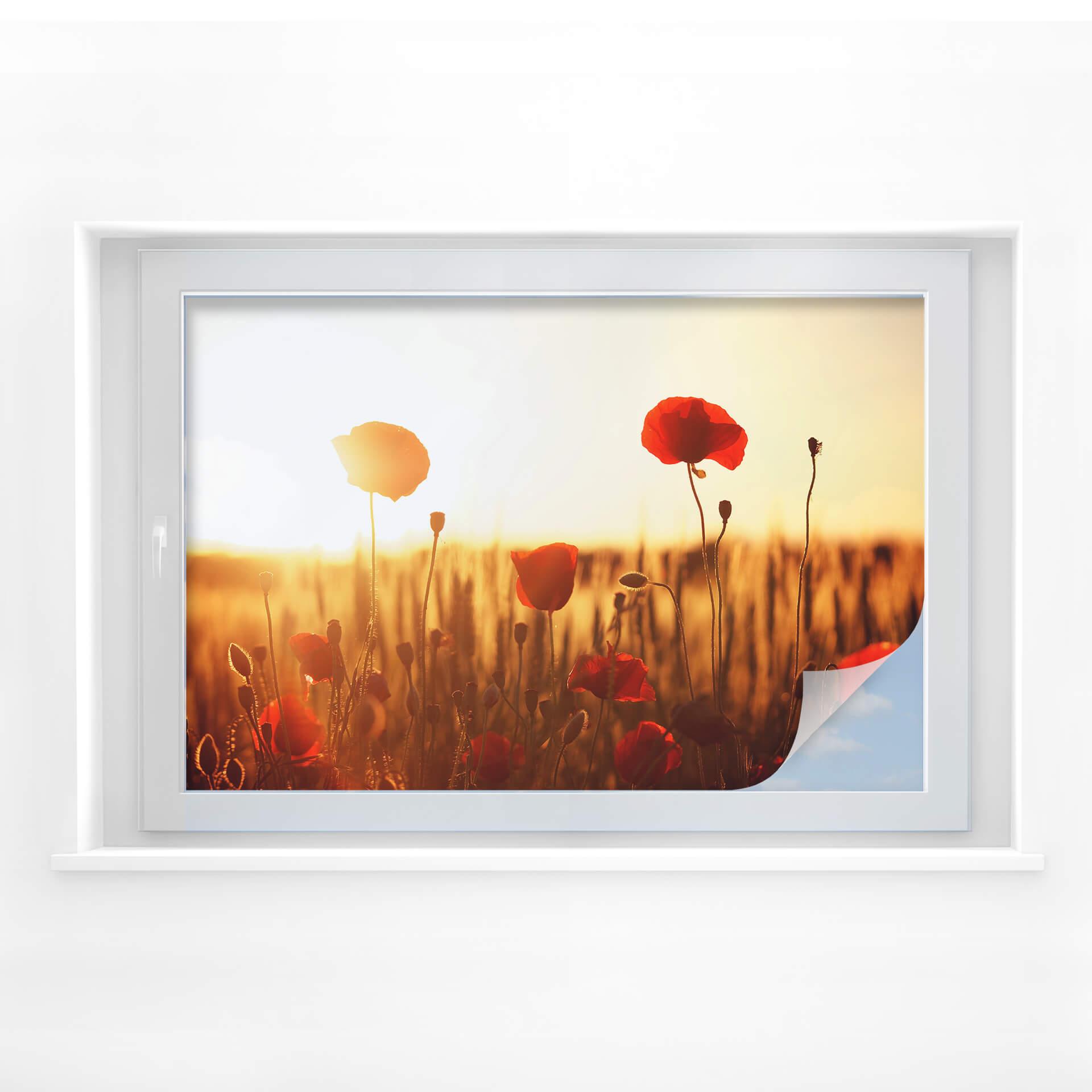 Película de privacidad Sun flood in the poppy field
