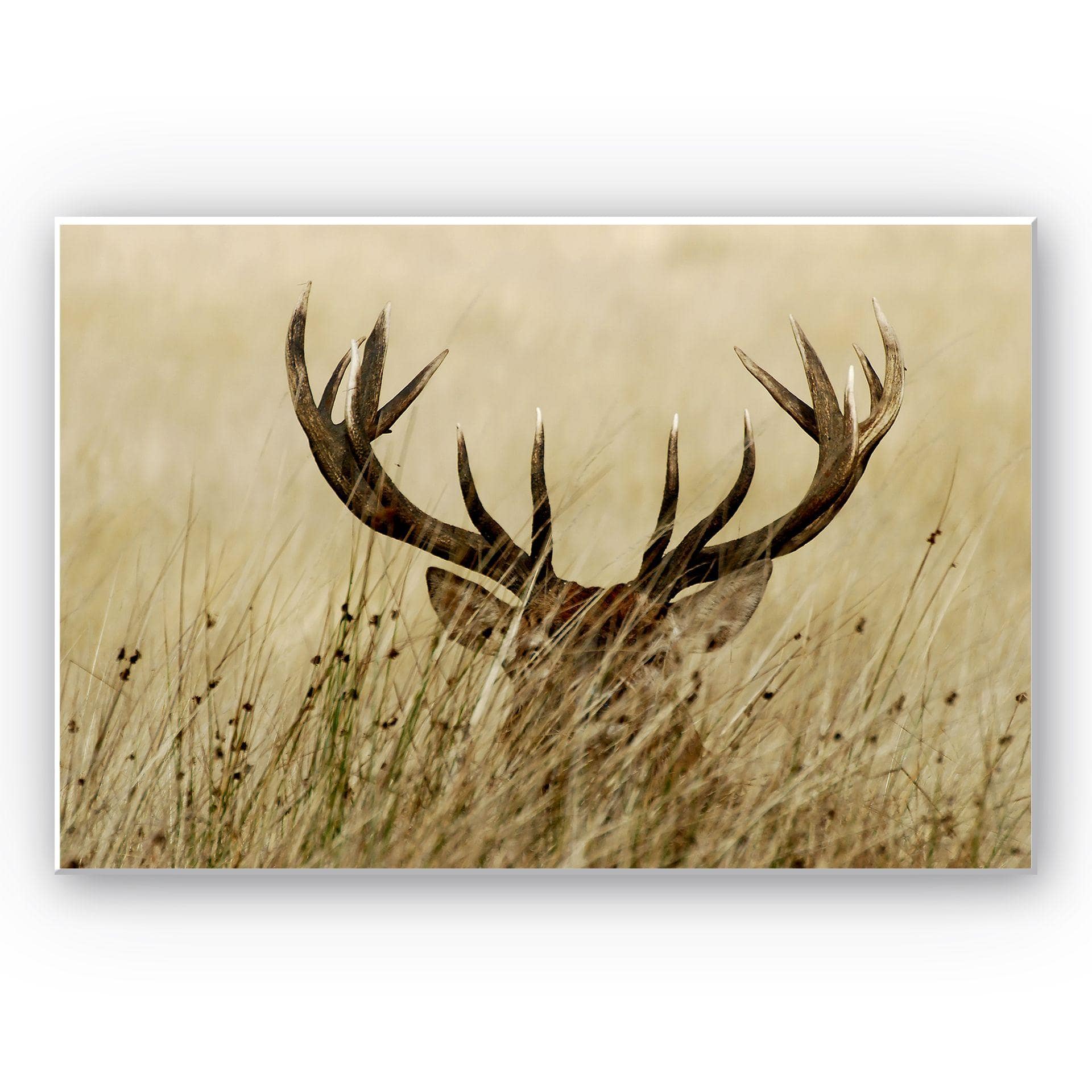 Tableau Forex - Cerf aux aguets