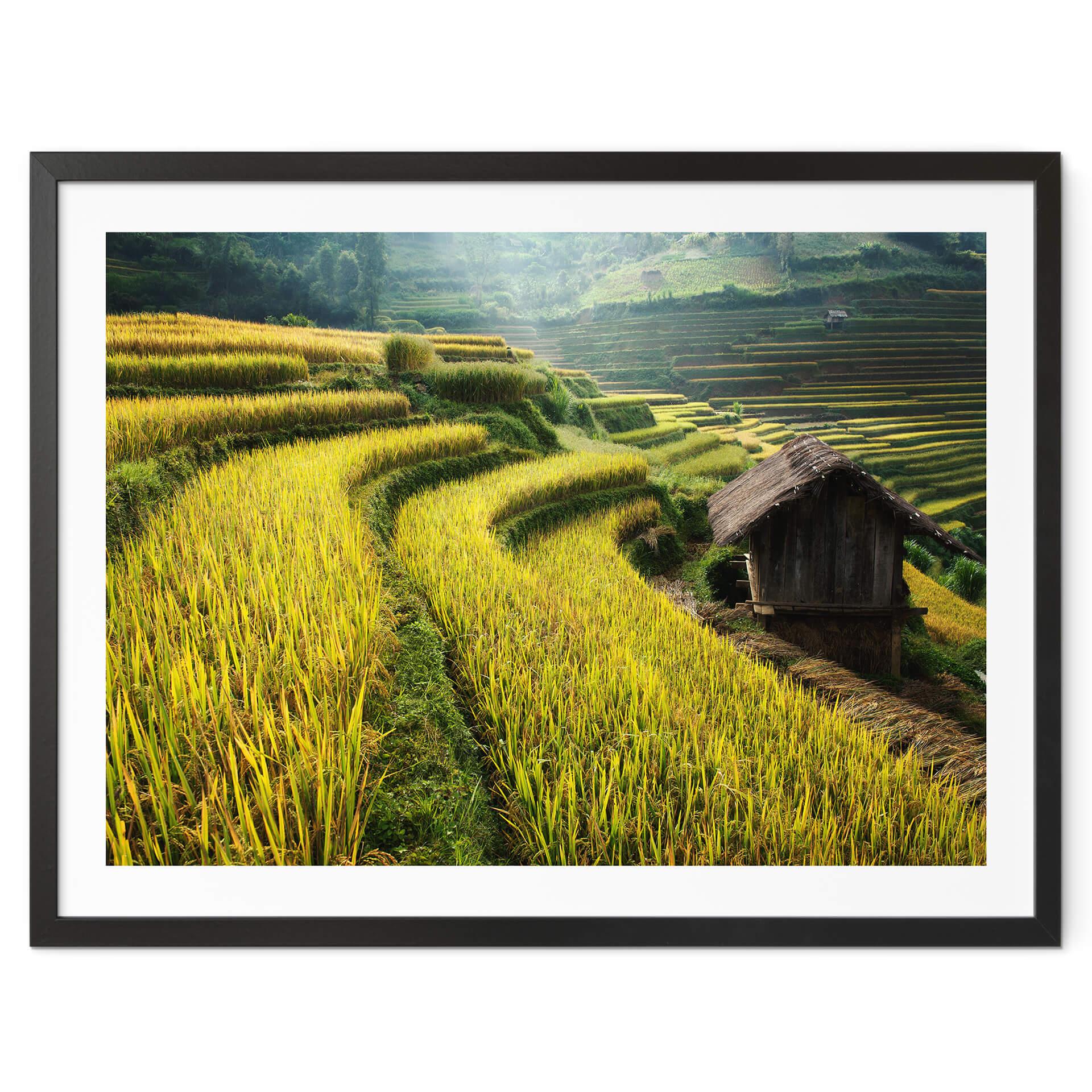 Póster Intarob - Arrozales en Vietnam