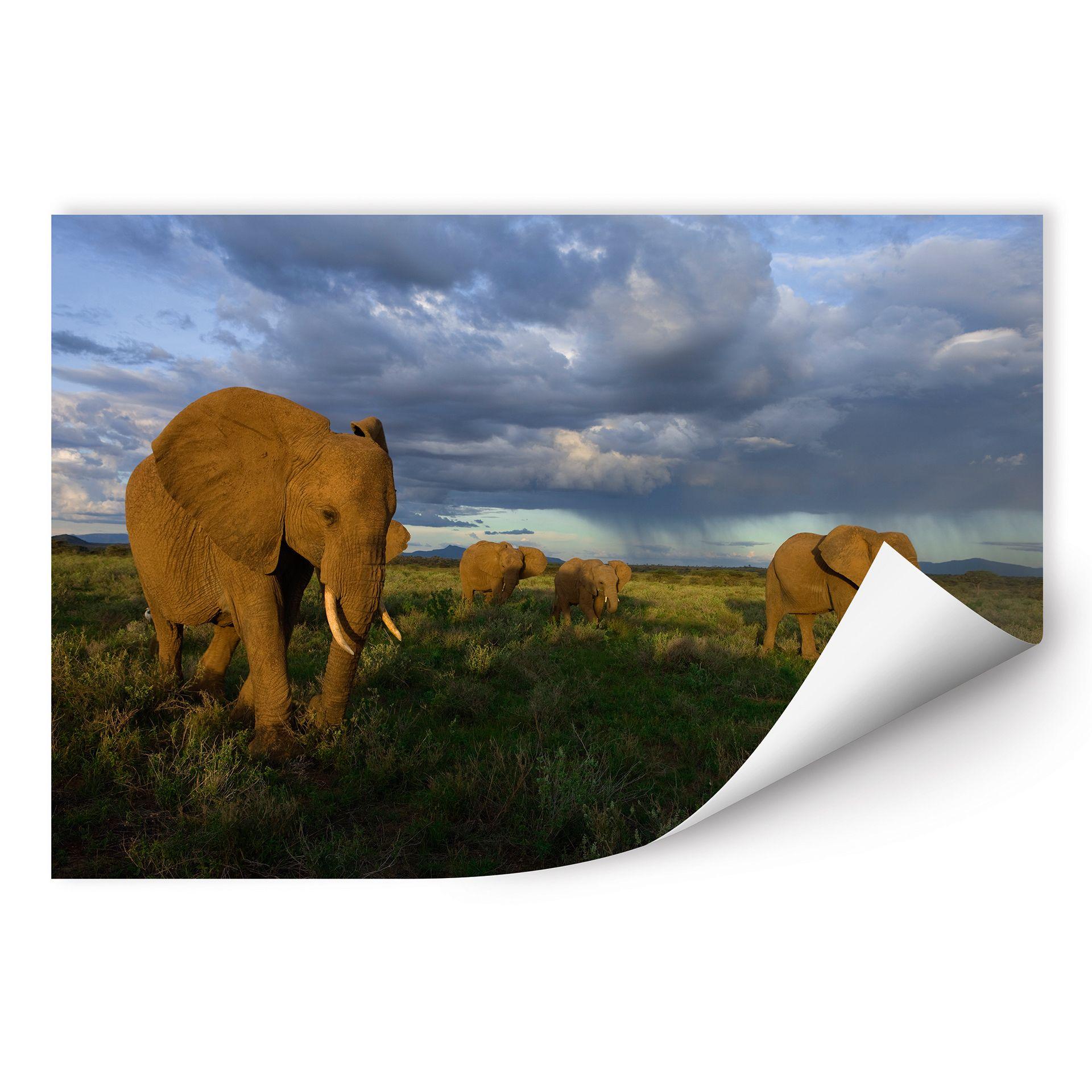 Poster autocollant - W - NG Troupeau d'Éléphants