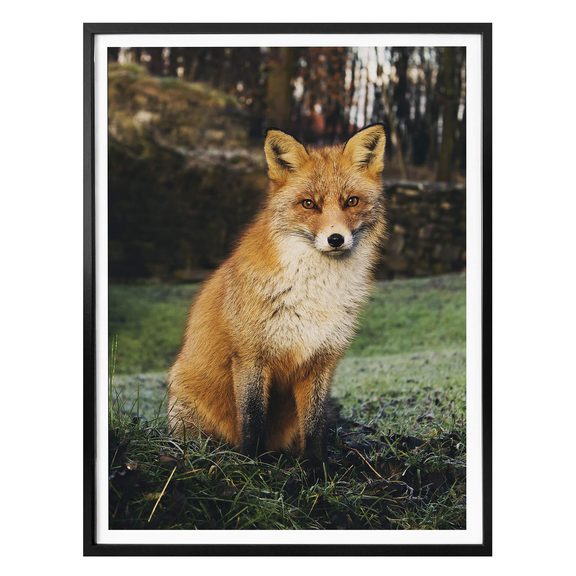 Póster fox 01