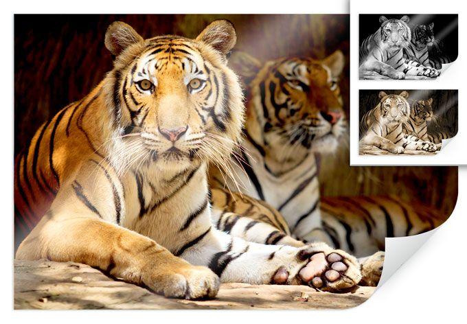 Poster - Deux tigres du Bengale