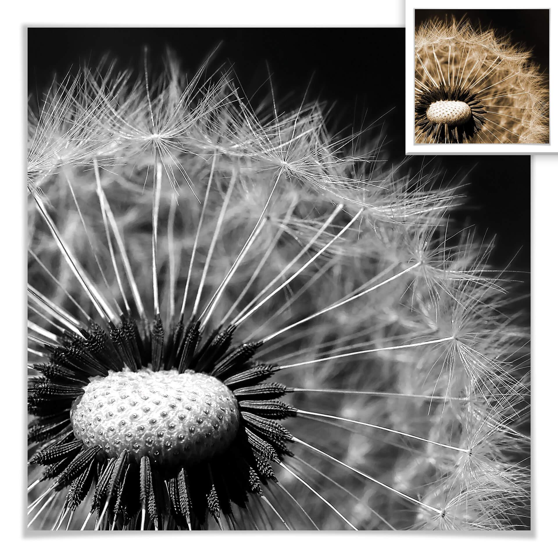 Poster - Dandelion