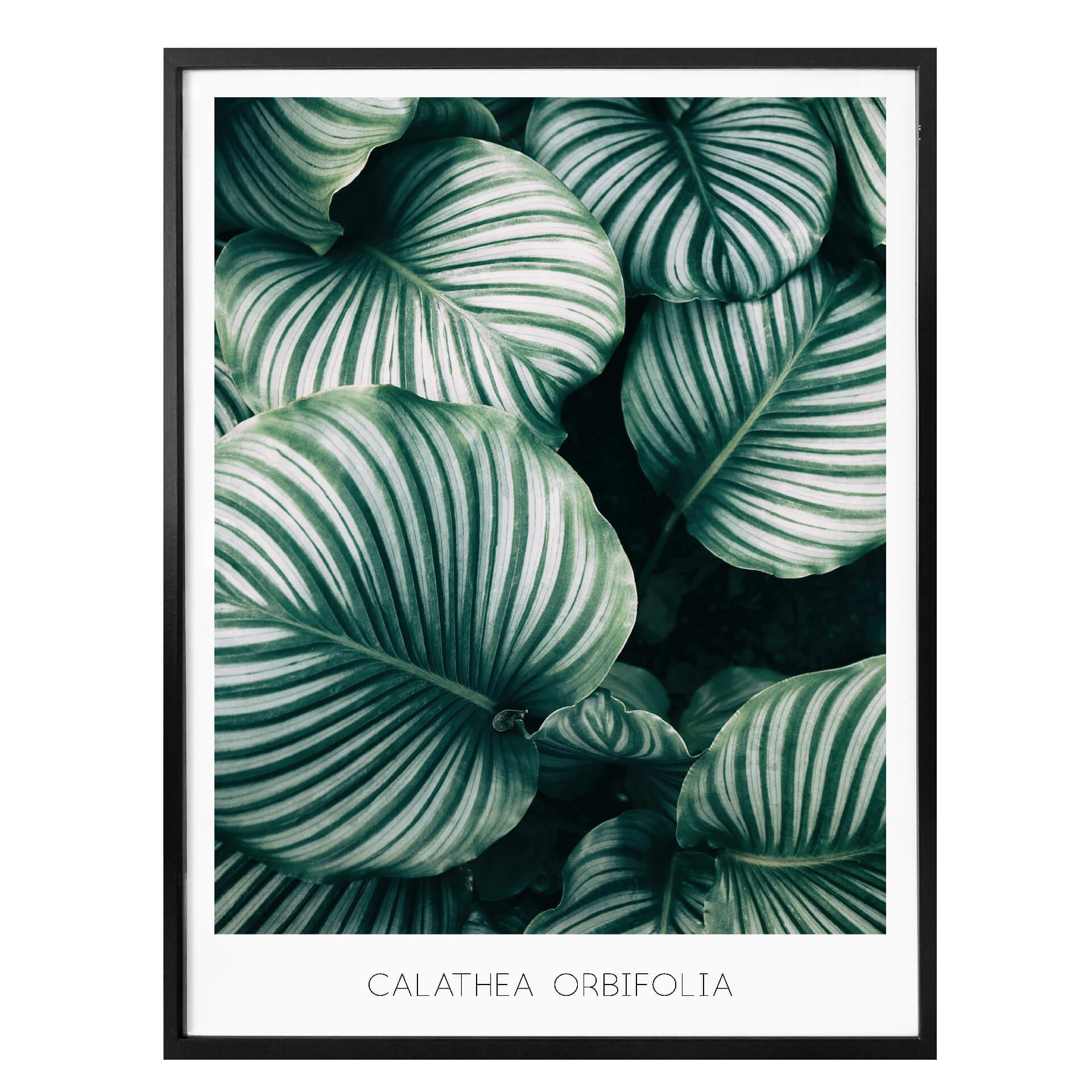 Plakat - Calathea Orbifolia
