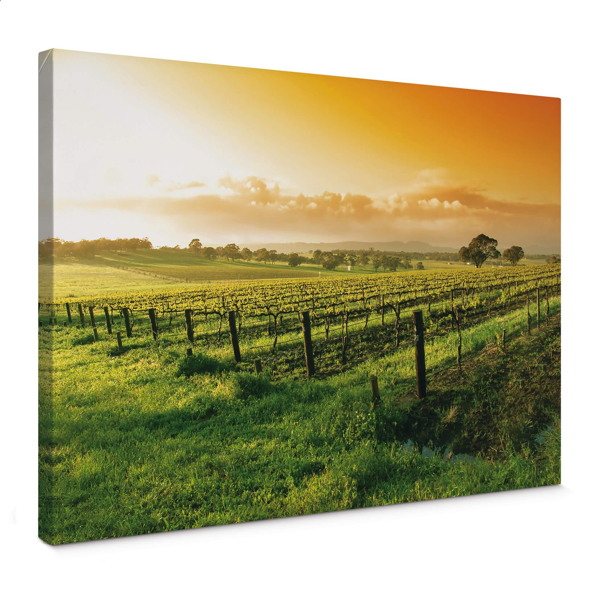 Tableau sur toile Vignes sous le coucher de soleil