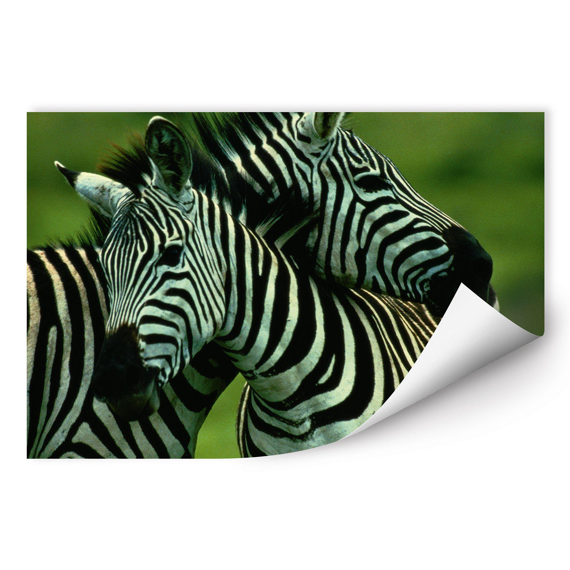 Poster autocollant - W - NG Couple de Zèbres