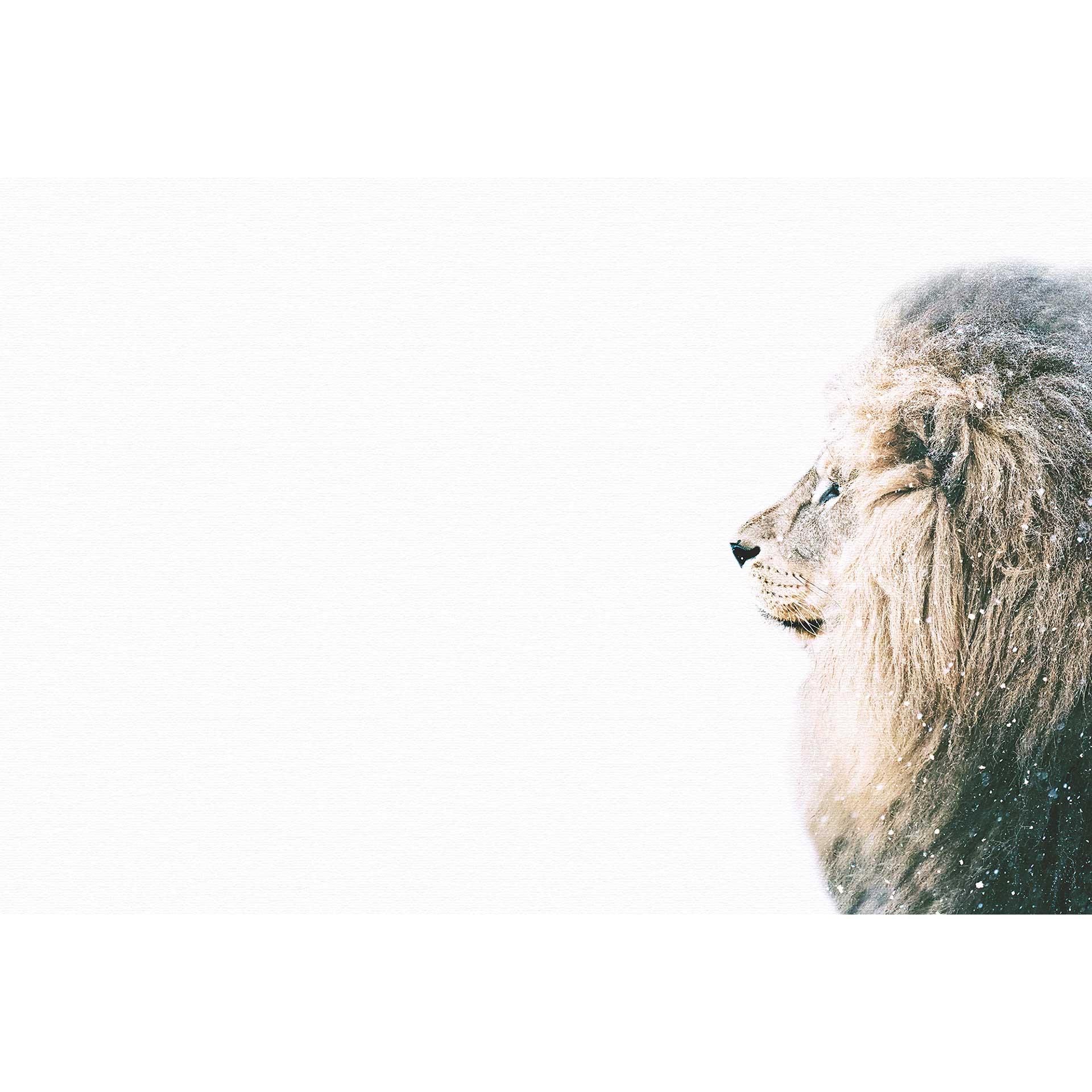 Livingwalls papier peint photo ARTist Lion in Snow