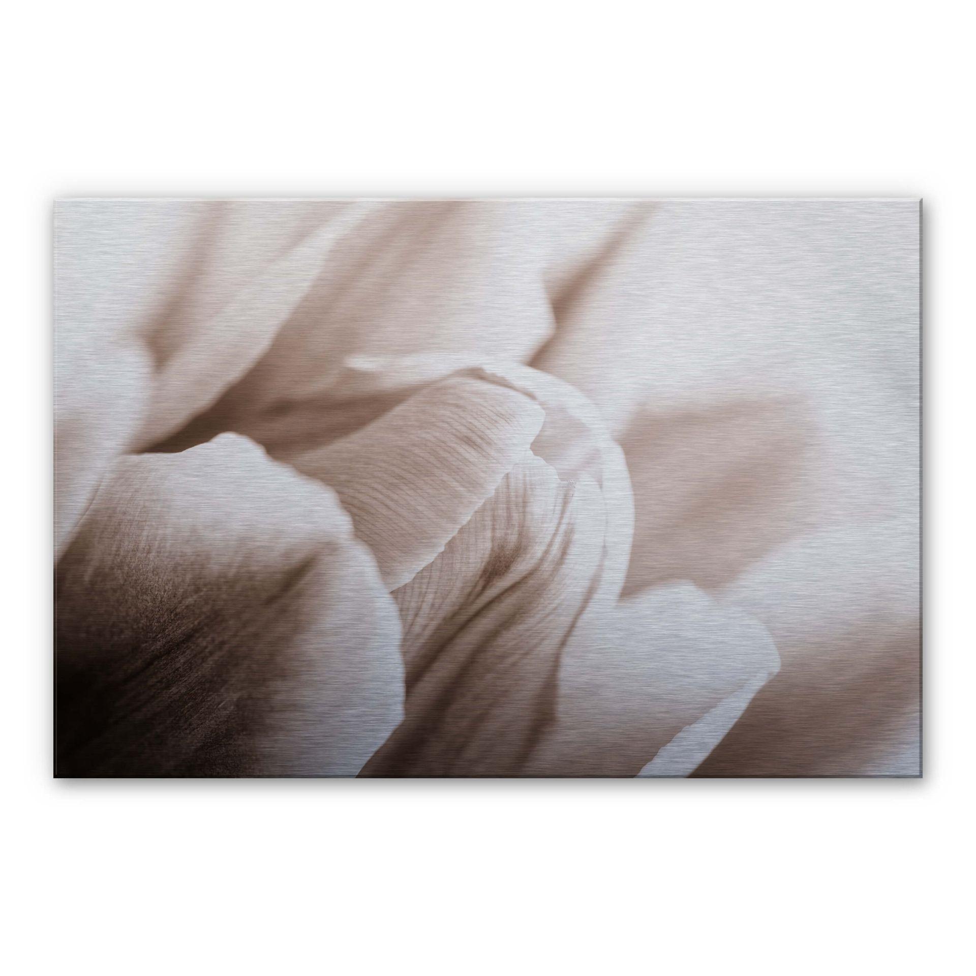 Detaljeret tulipan - aluminiums print – print på aluminium (Alu-Dibond)