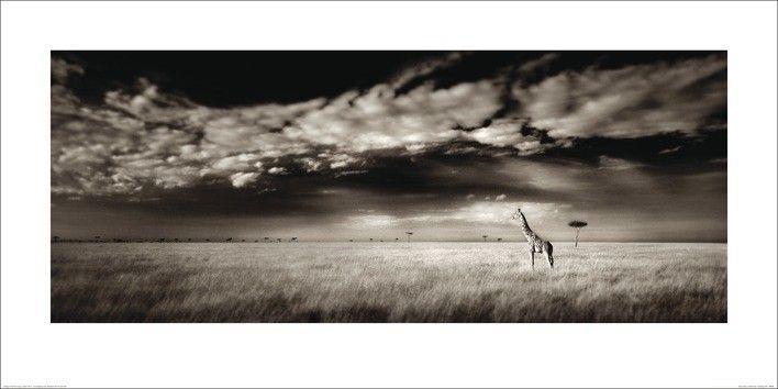 Plakat Ian Cumming - Masai Mara Giraffe Art Print (100 x 50 cm)
